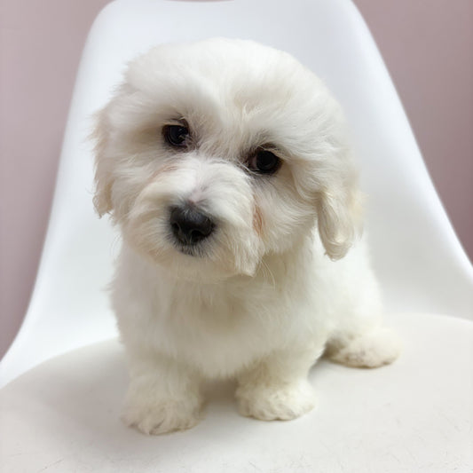 Salem- Male Coton De Tulear