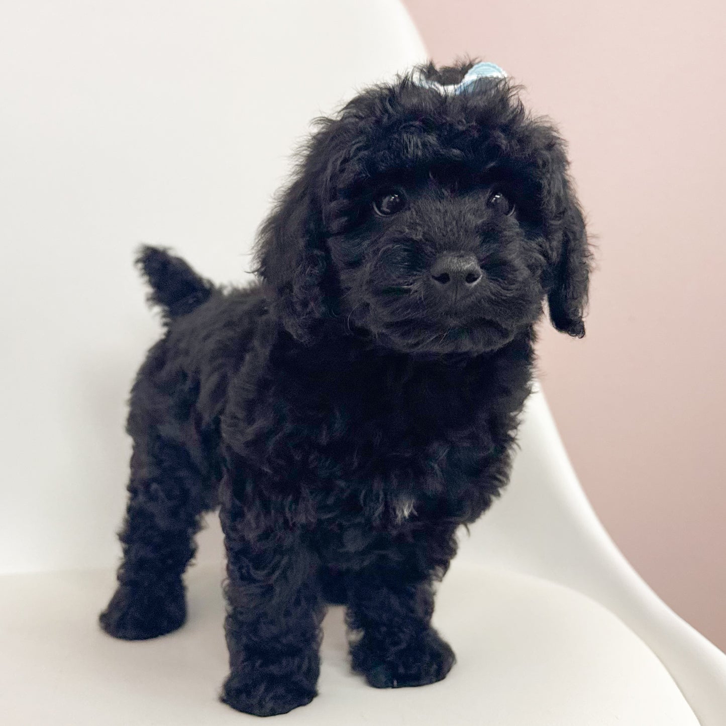 Piper-Female Mini Poodle