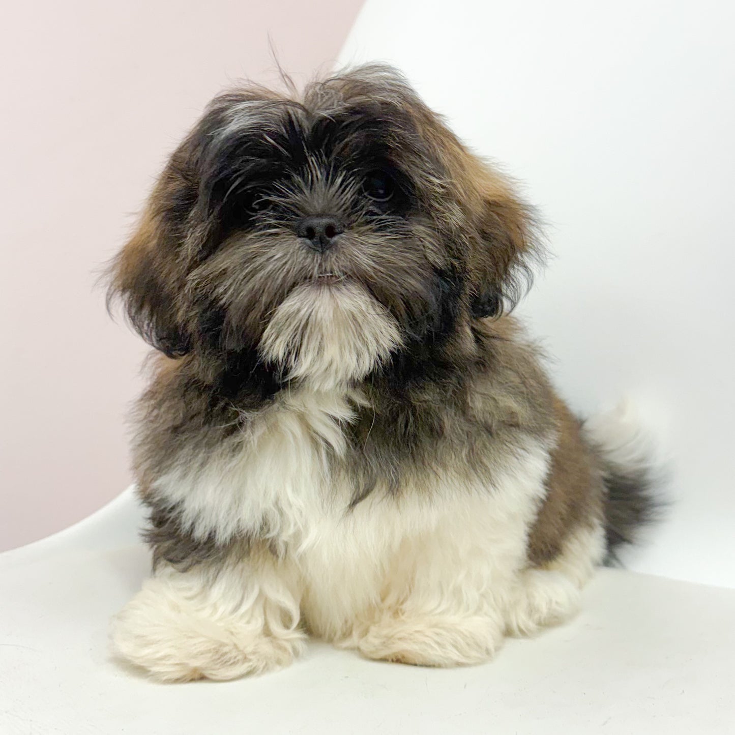 Waffles- Male Shih Tzu