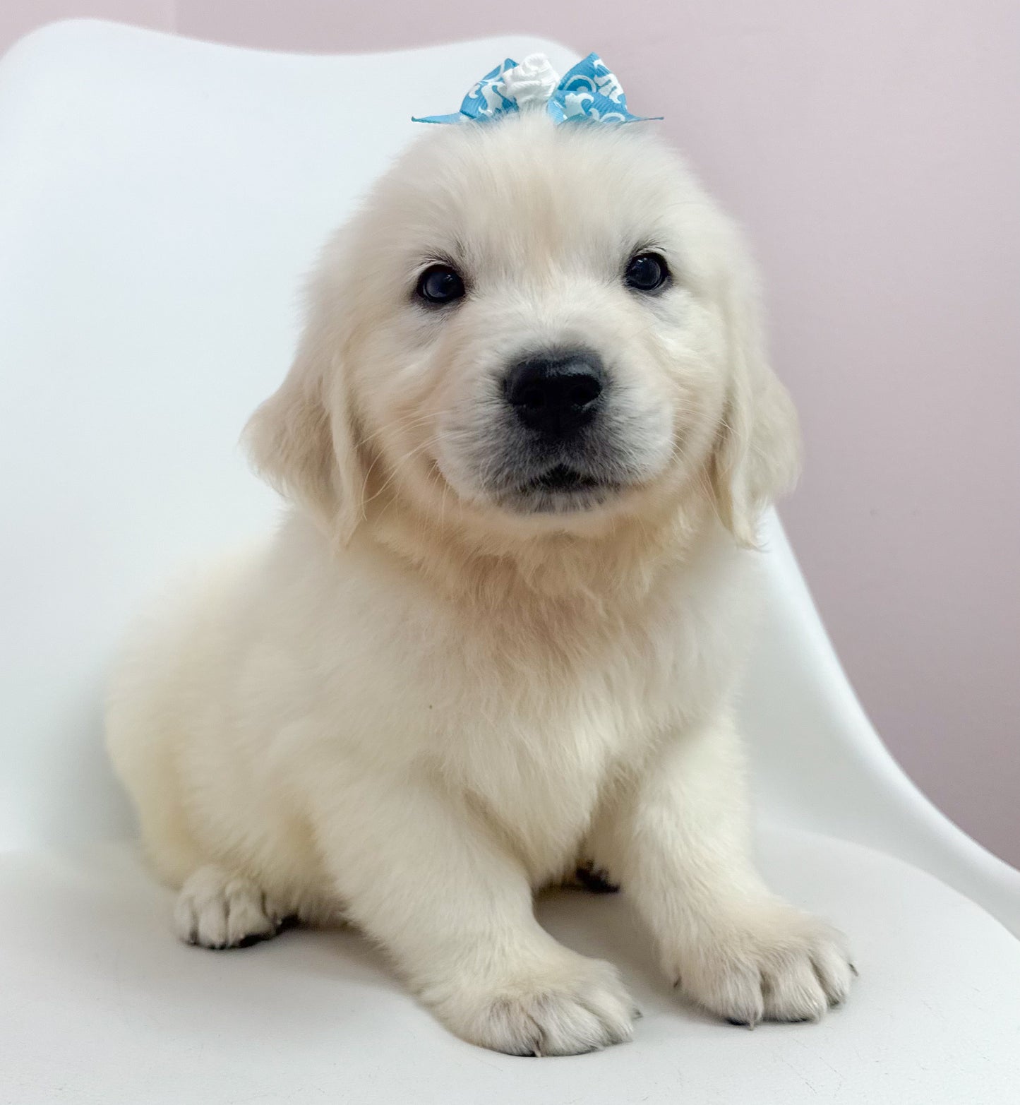 Dolly-Female Golden Retriever