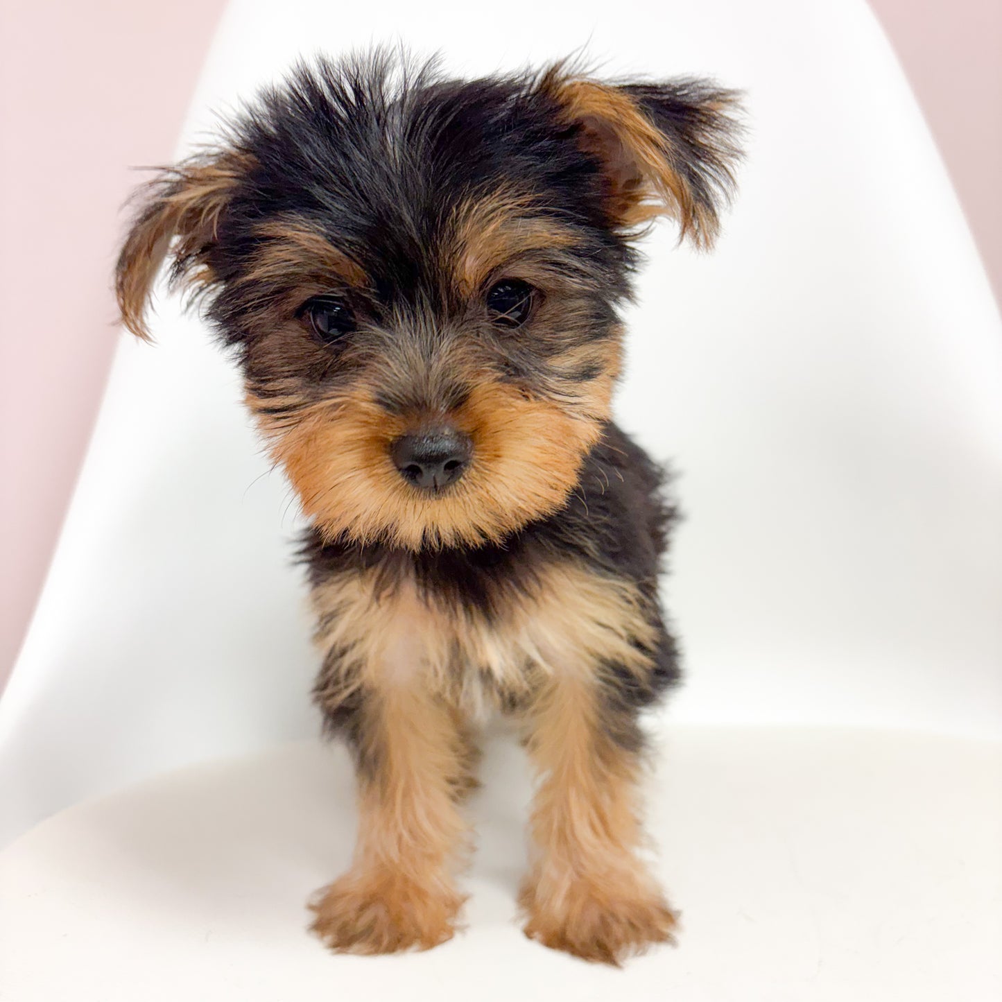 Freddie- Male Yorkie