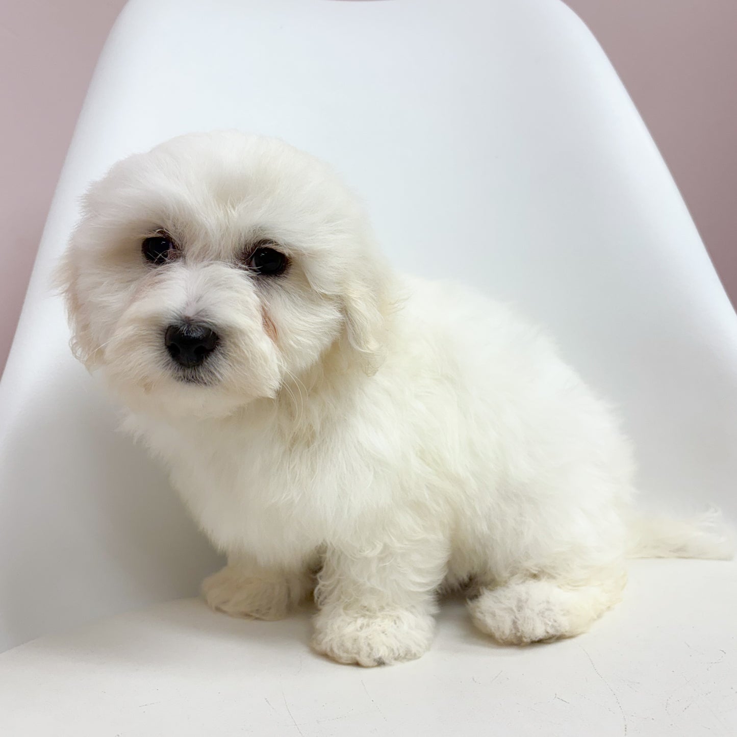 Salem- Male Coton De Tulear