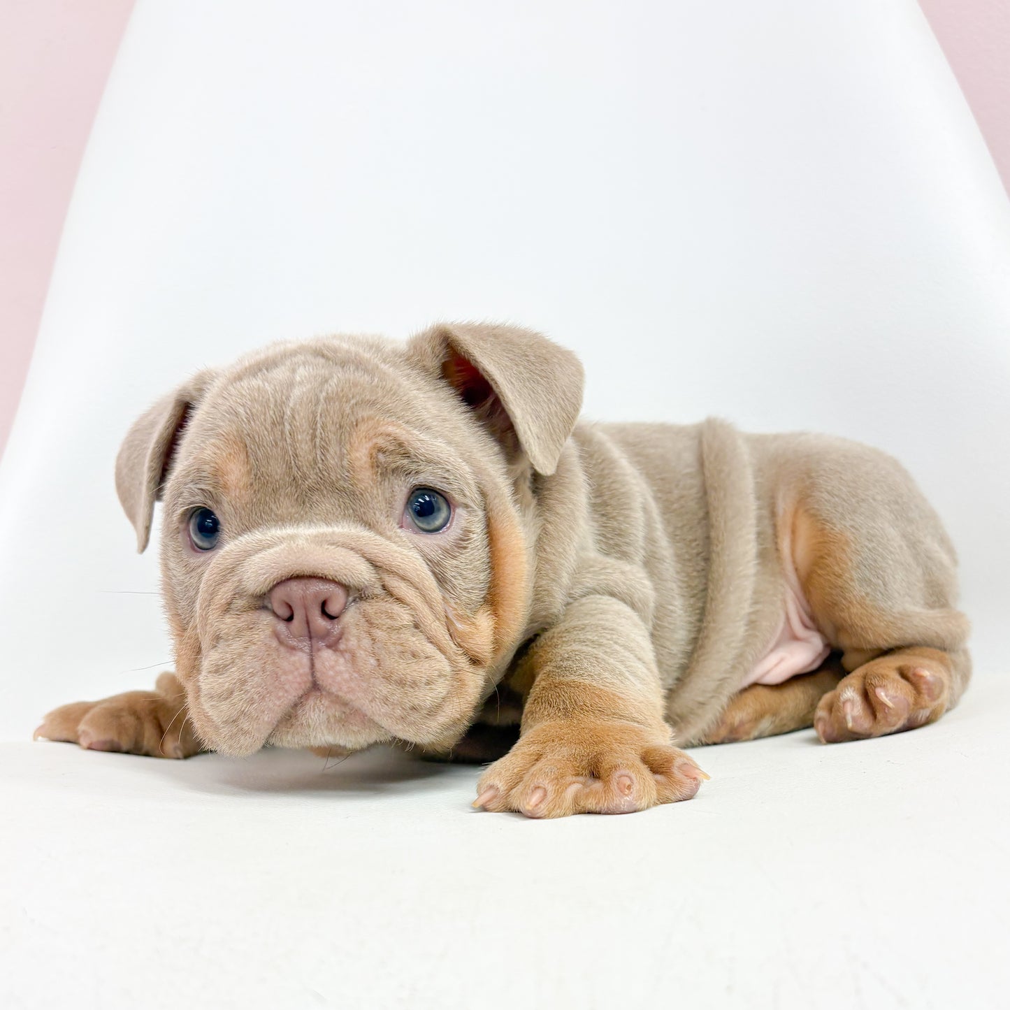 Trip- Male English Bulldog
