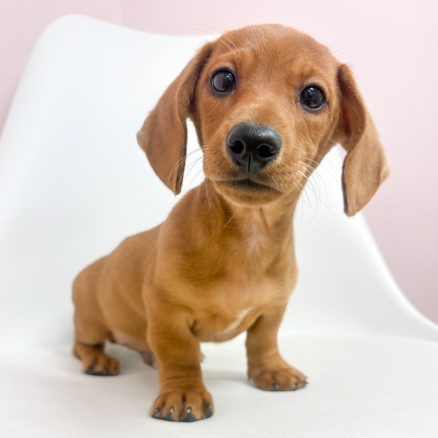 Oscar-Male Mini Dachshund