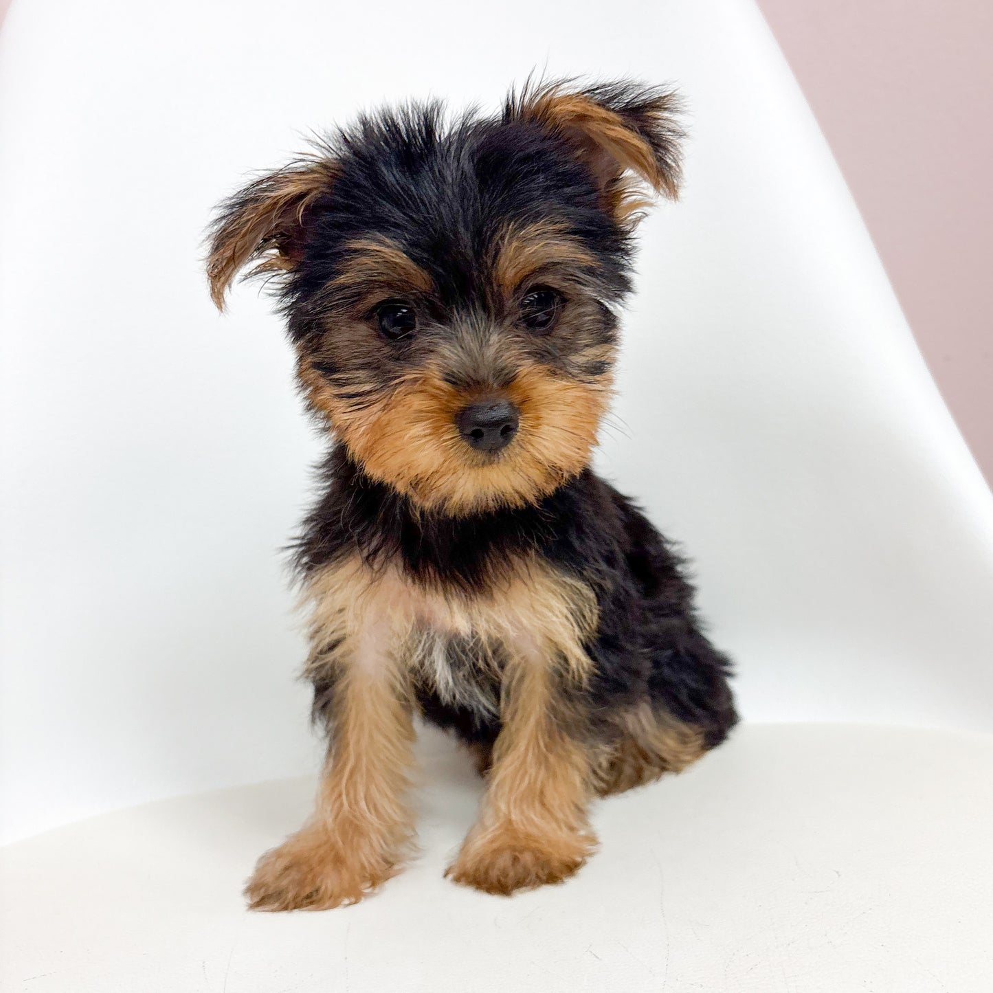 Freddie- Male Yorkie