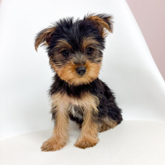 Freddie- Male Yorkie