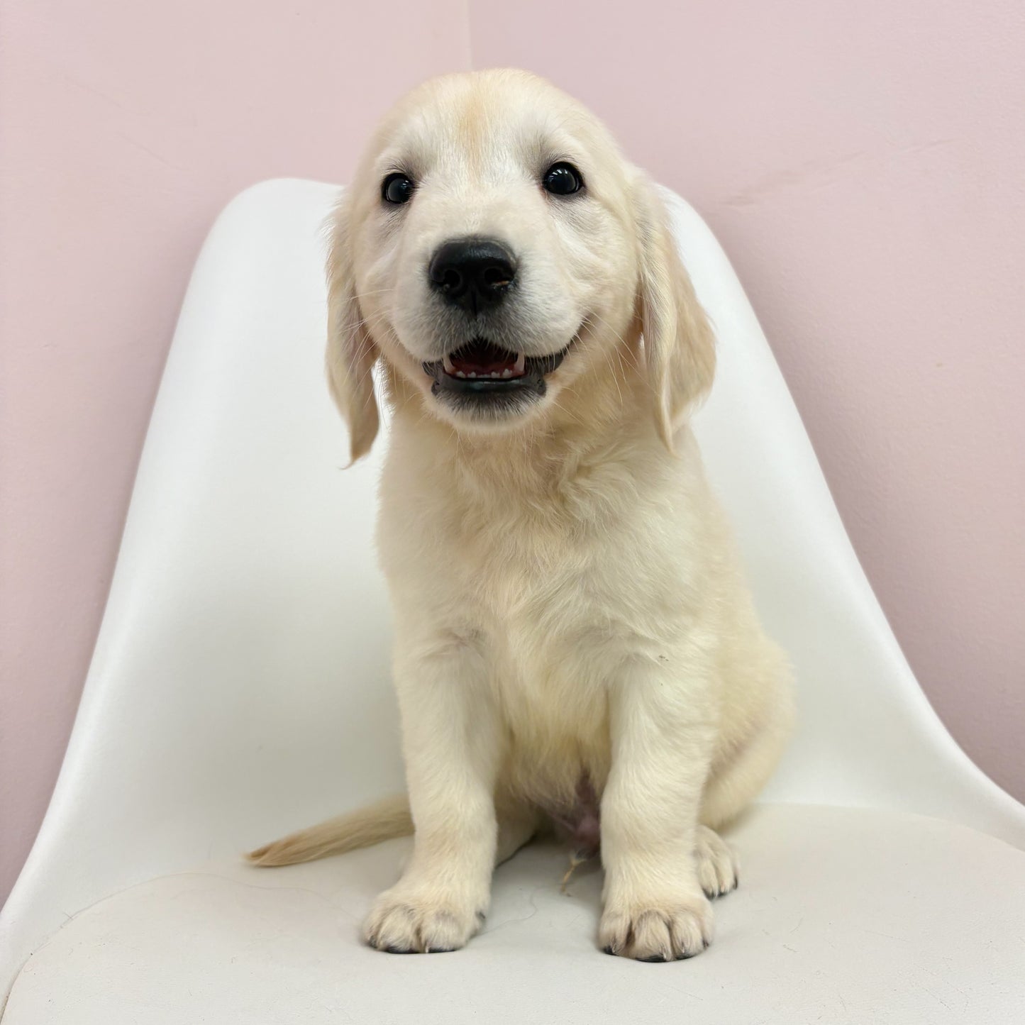 Marley-Male Golden Retriever