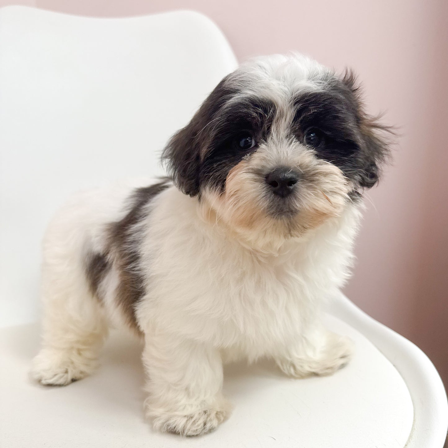 Spout- Male Teddy Bear