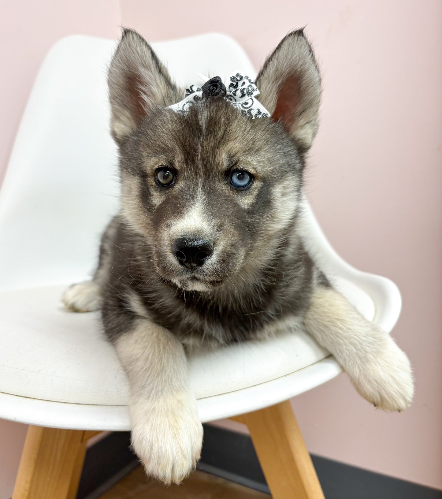 Bianca- Female Siberian Husky