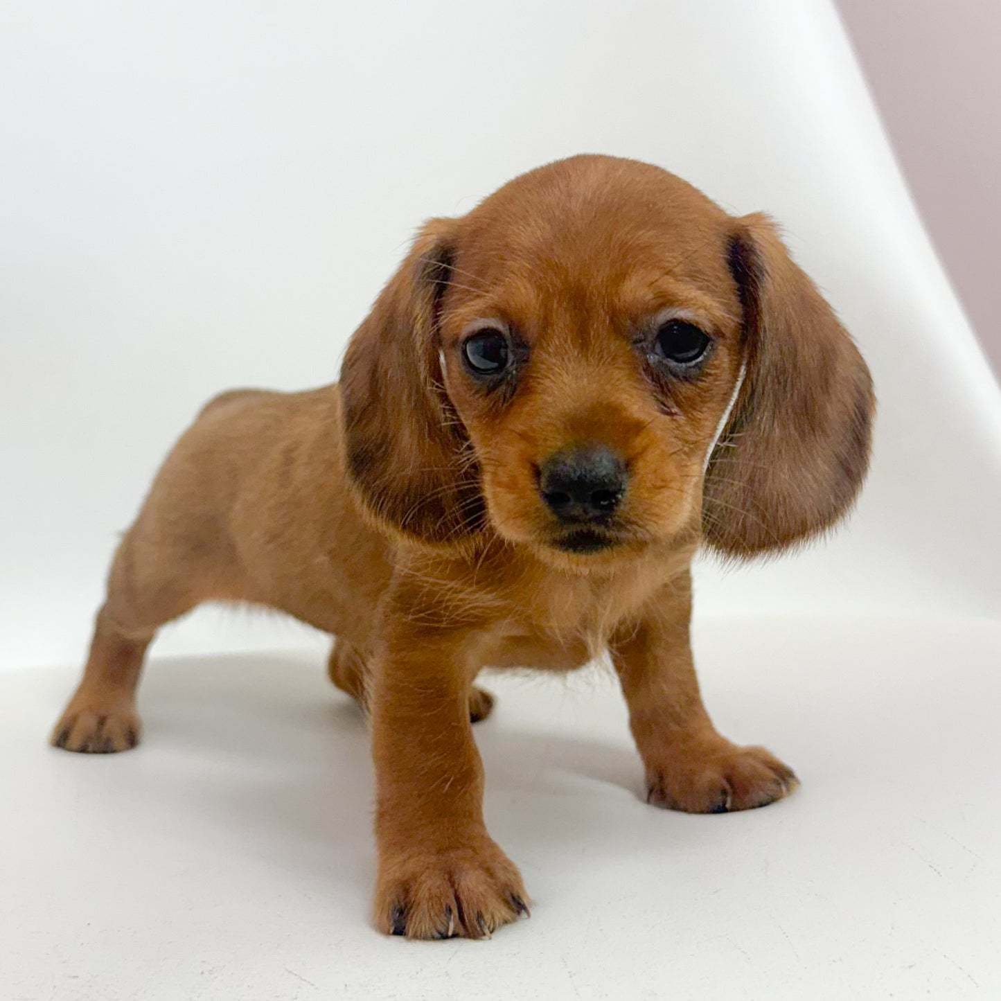Roxie-Female Mini Dachshund
