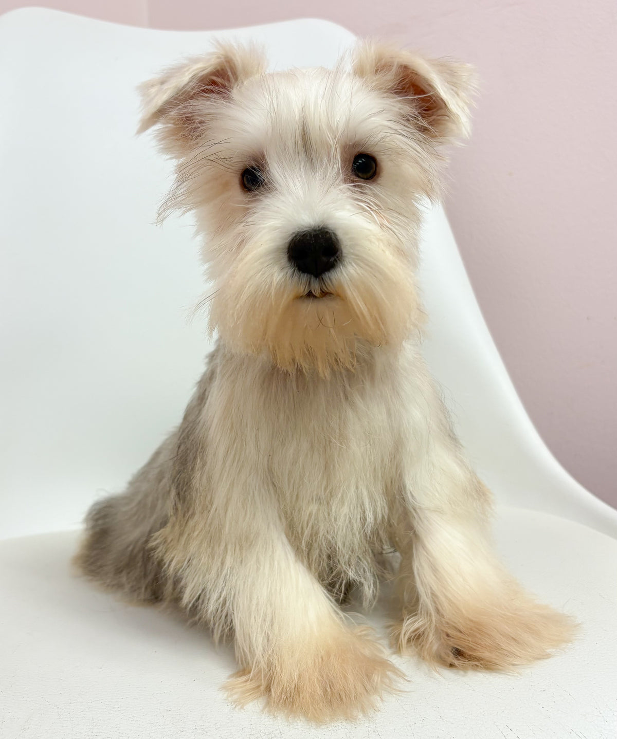 Sammy-Male Mini Schnauzer