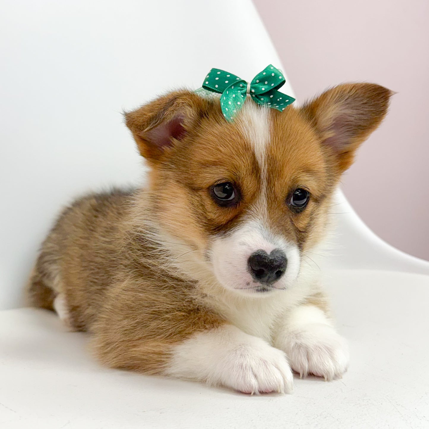 Livy- Female Corgi