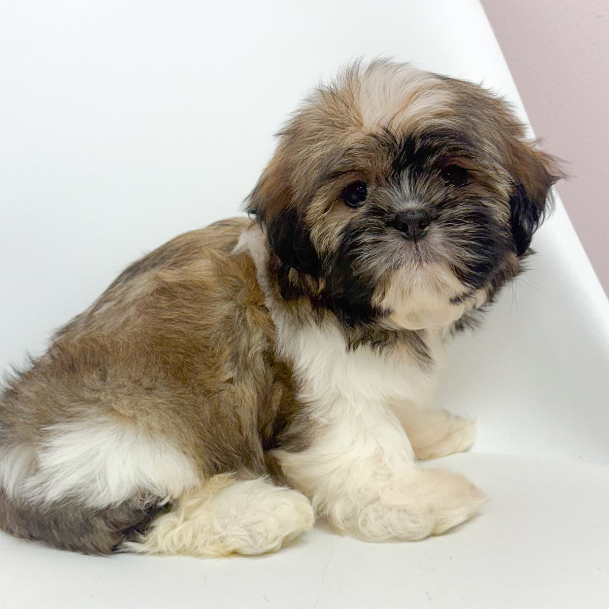 Otis- Male Shih Tzu