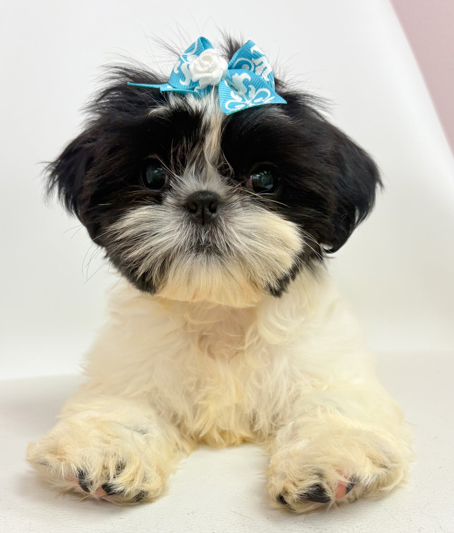 Hattie- Female Shih Tzu