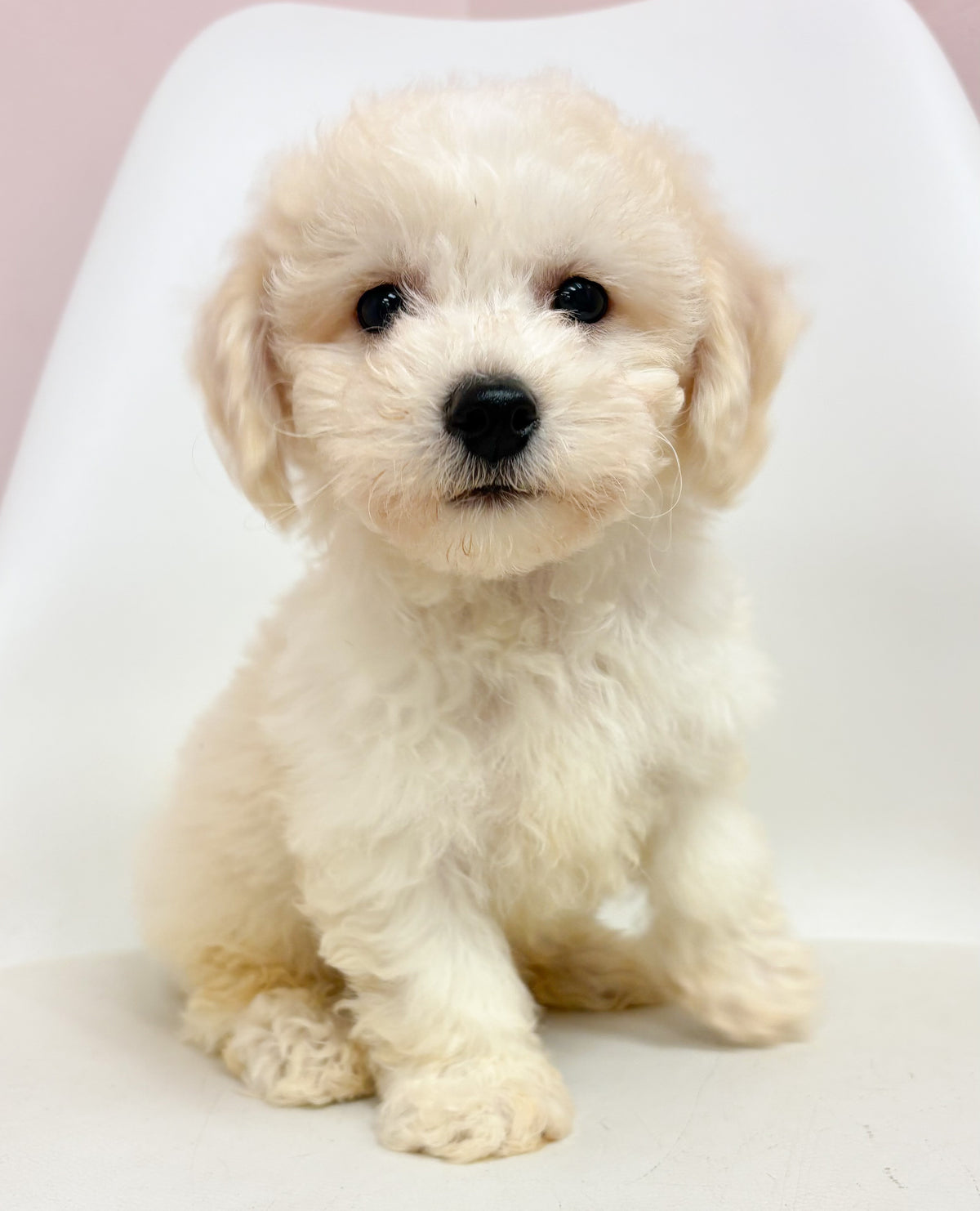 Tucker- Male Bichon Frise