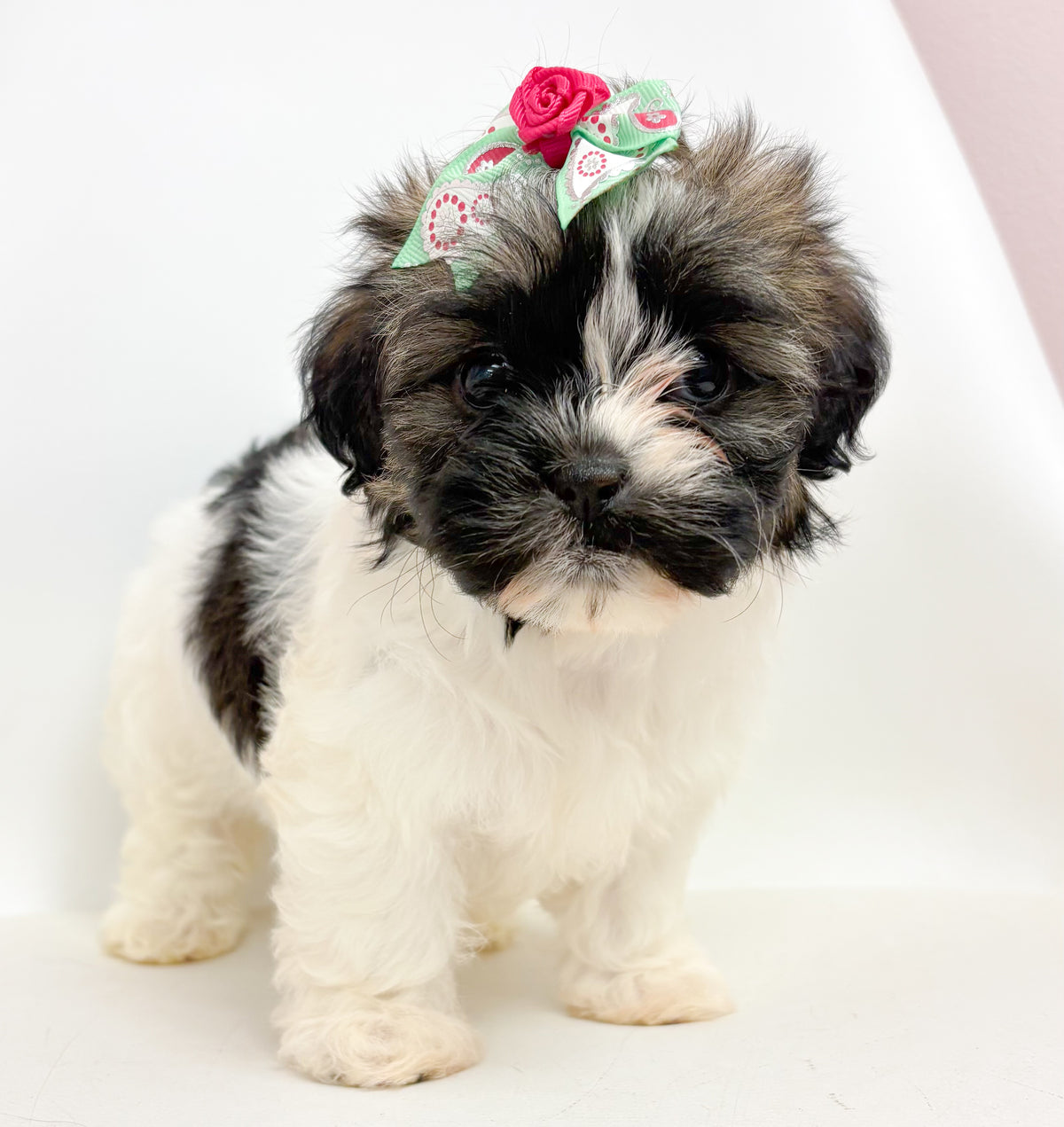 Daisy- Female Shih Tzu