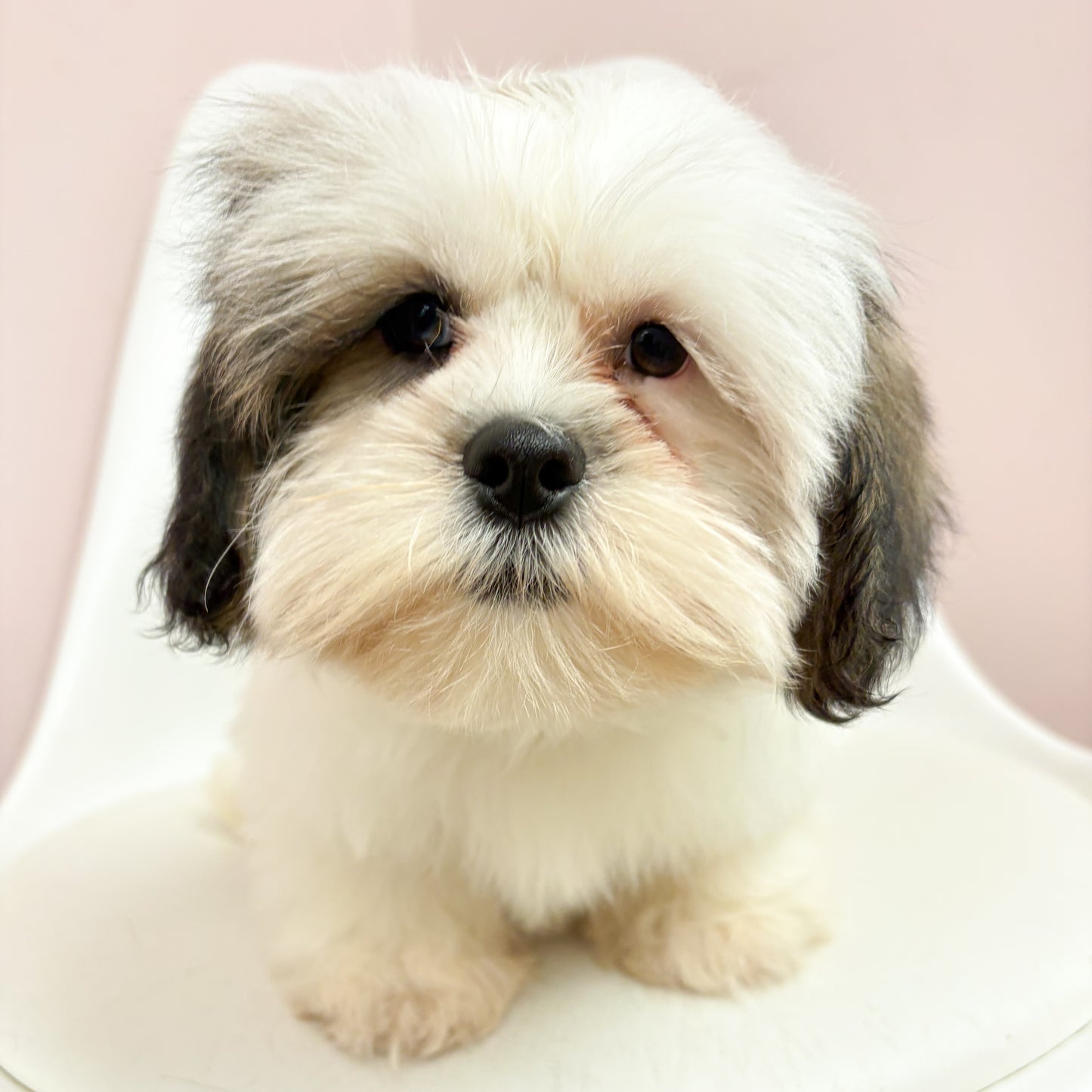 Arthur- Male Lhasa Apso