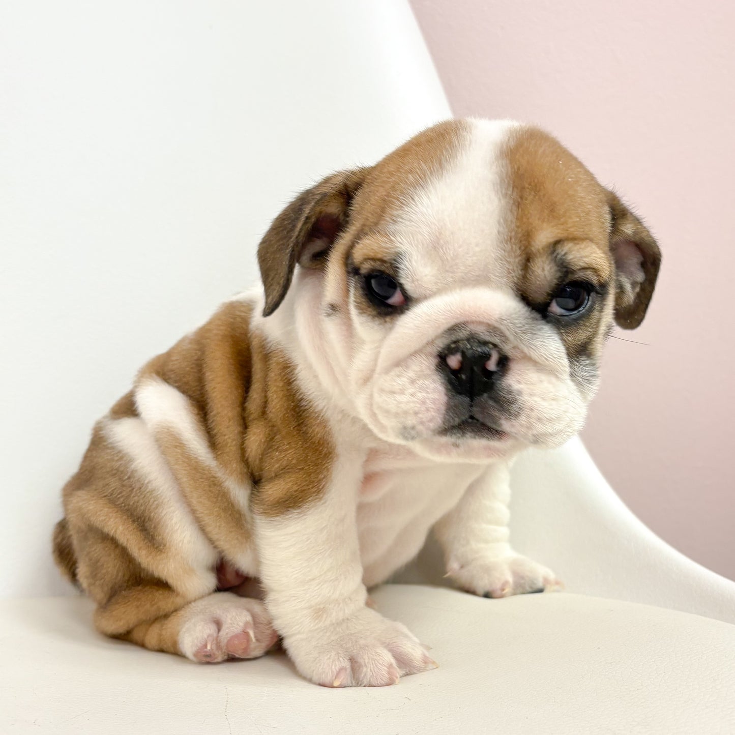 Delilah- Female English Bulldog