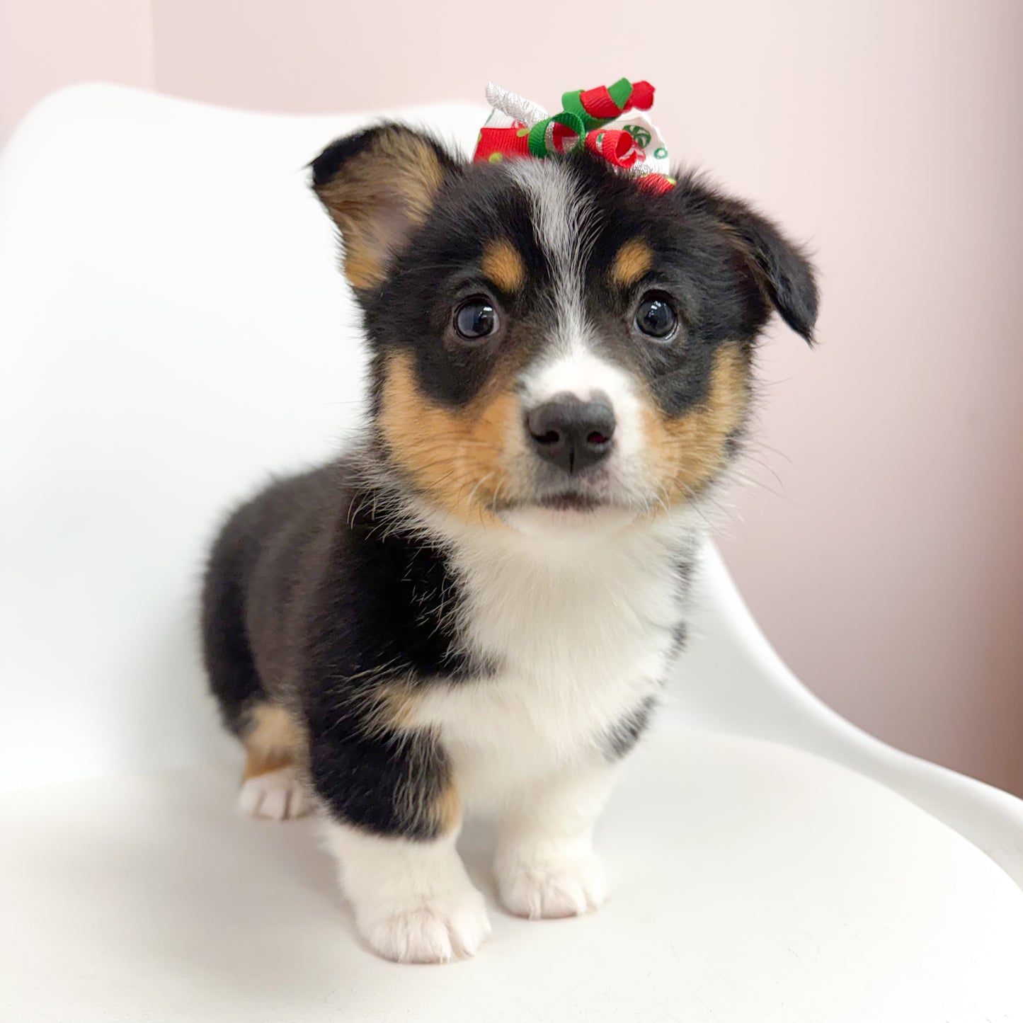 Penny- Female Pembroke Welsh Corgi