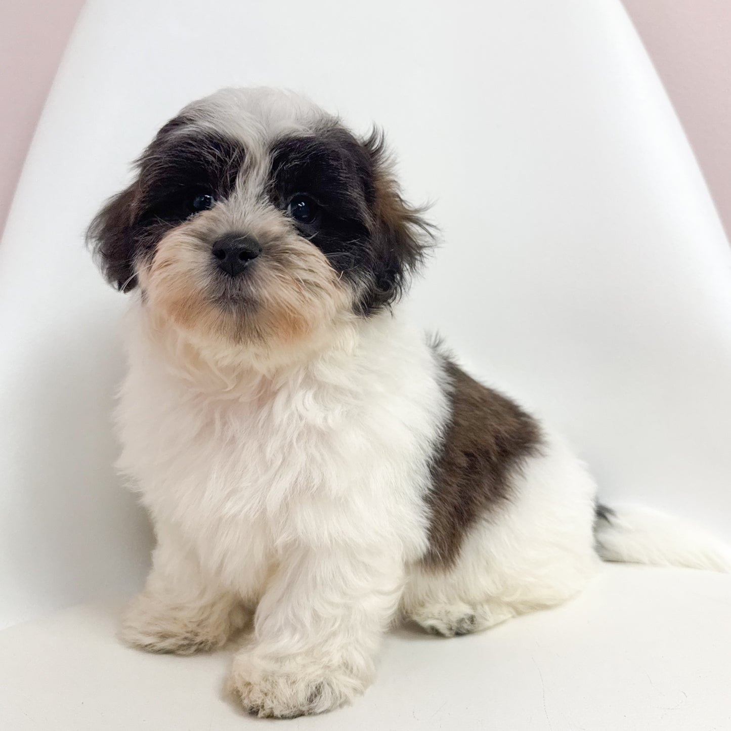 Spout- Male Teddy Bear
