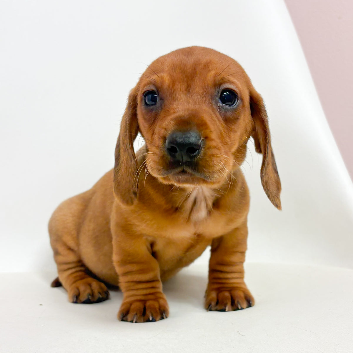 Slim- Male Mini Dachshund
