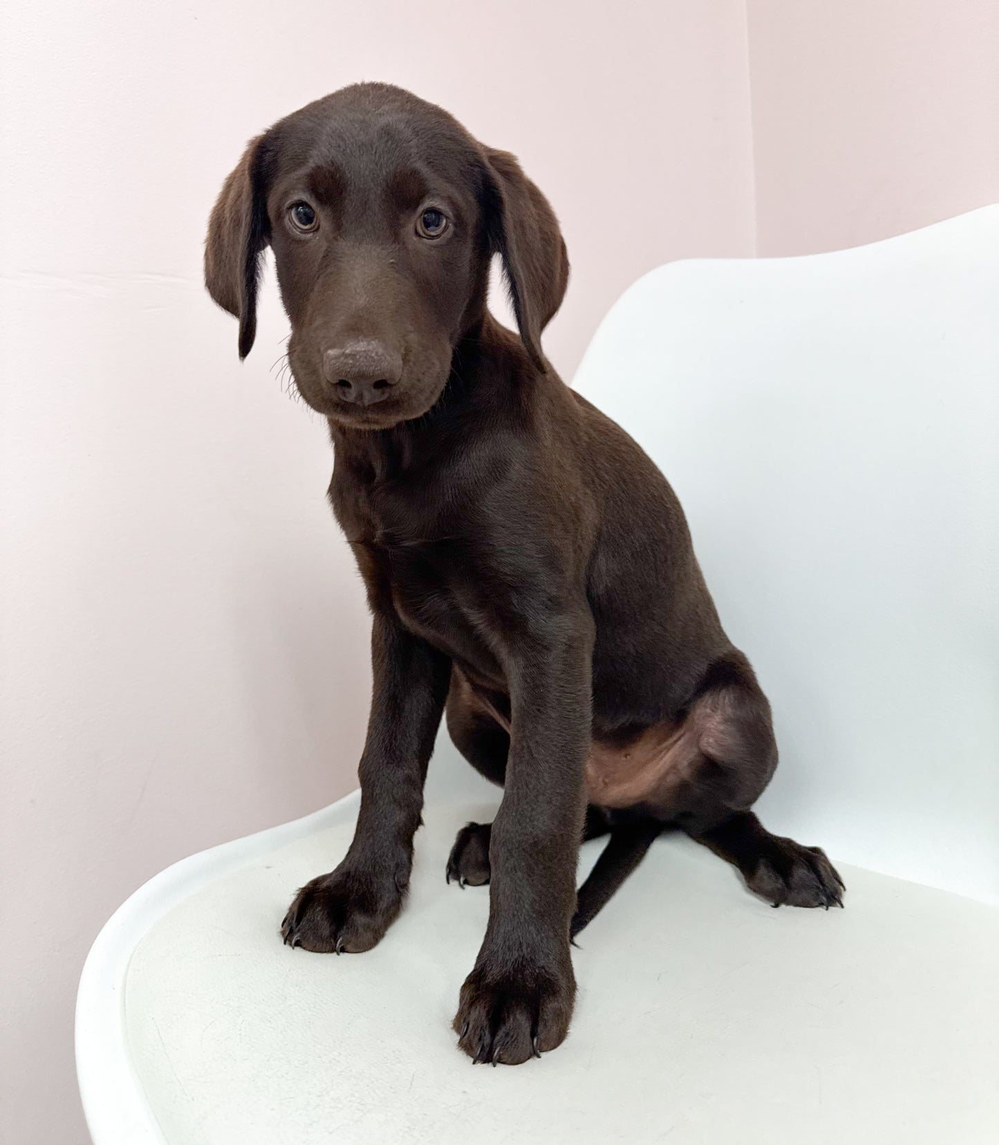 Clyde- Male Labrador Retriever