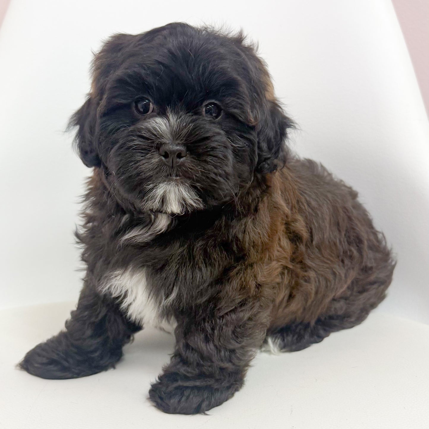 Bernard- Male Shipoo