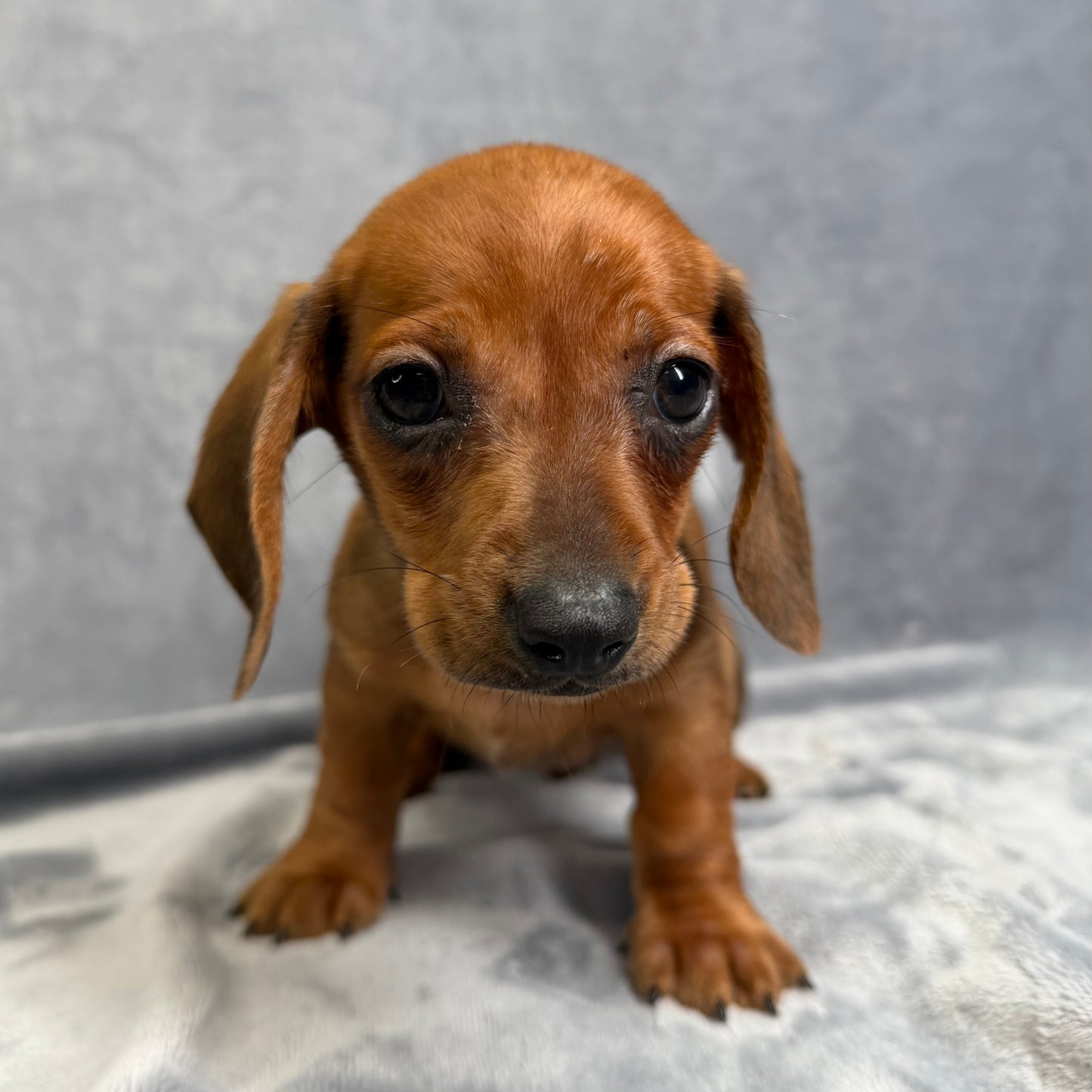 Ruby-Female Mini Dachshund