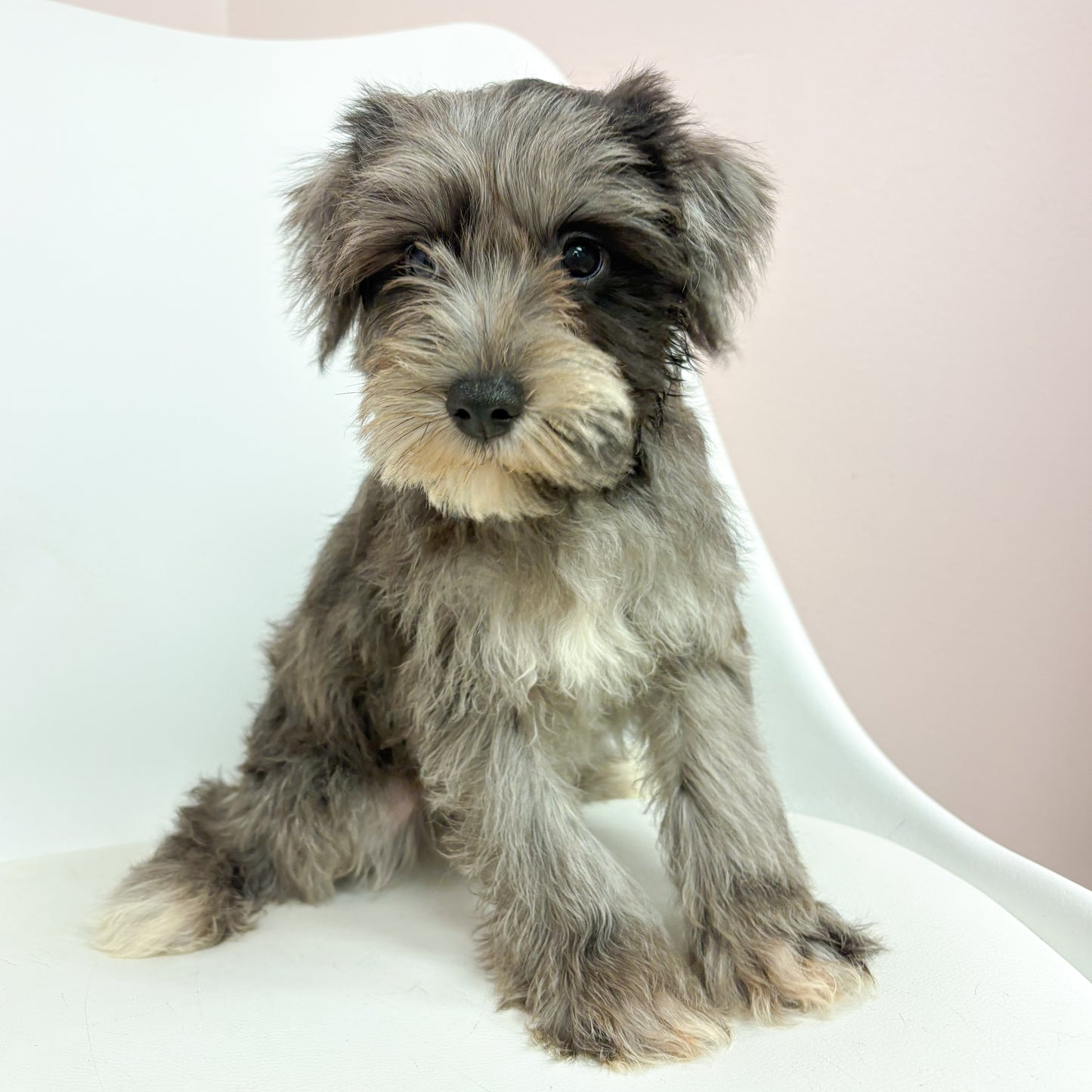 Rip-Male Mini Schnauzer