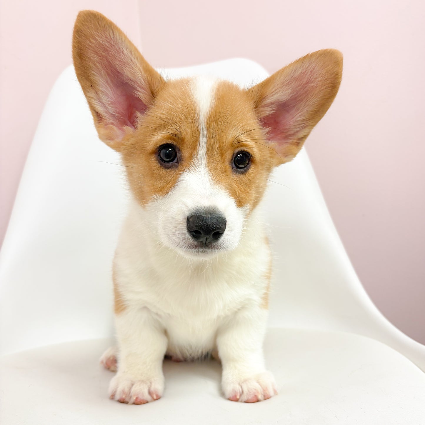 Rocco- Male Pembroke Welsh Corgi