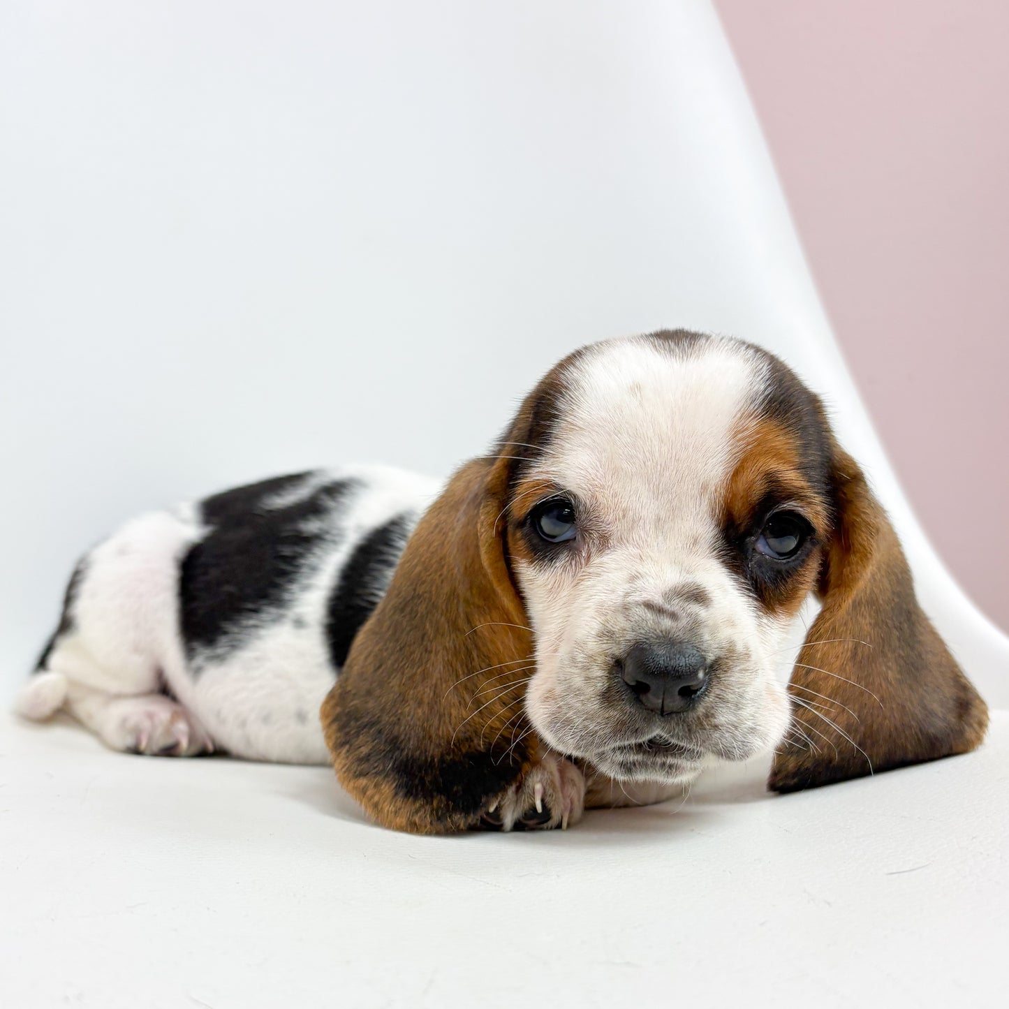 Betsy-Female Basset Hound
