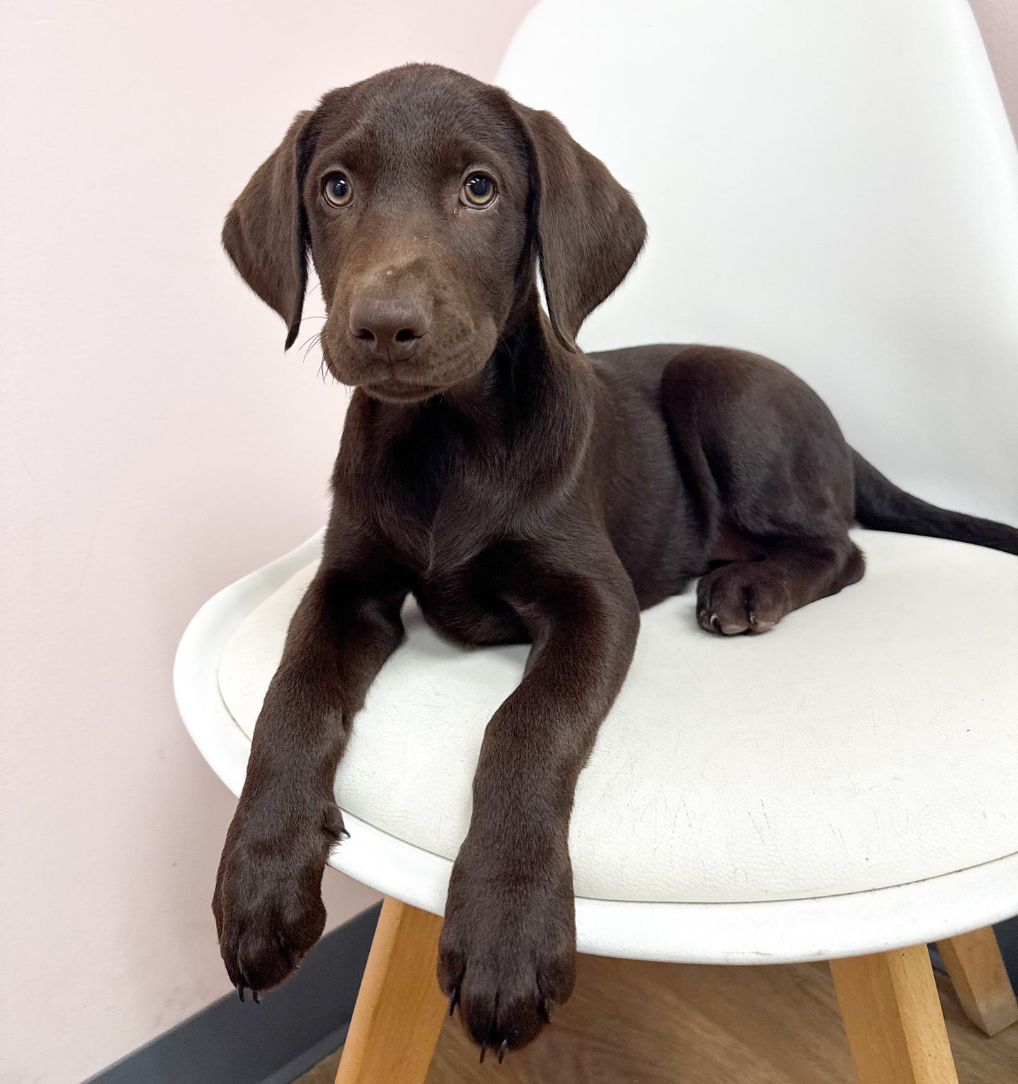 Bonnie- Female Labrador Retriever