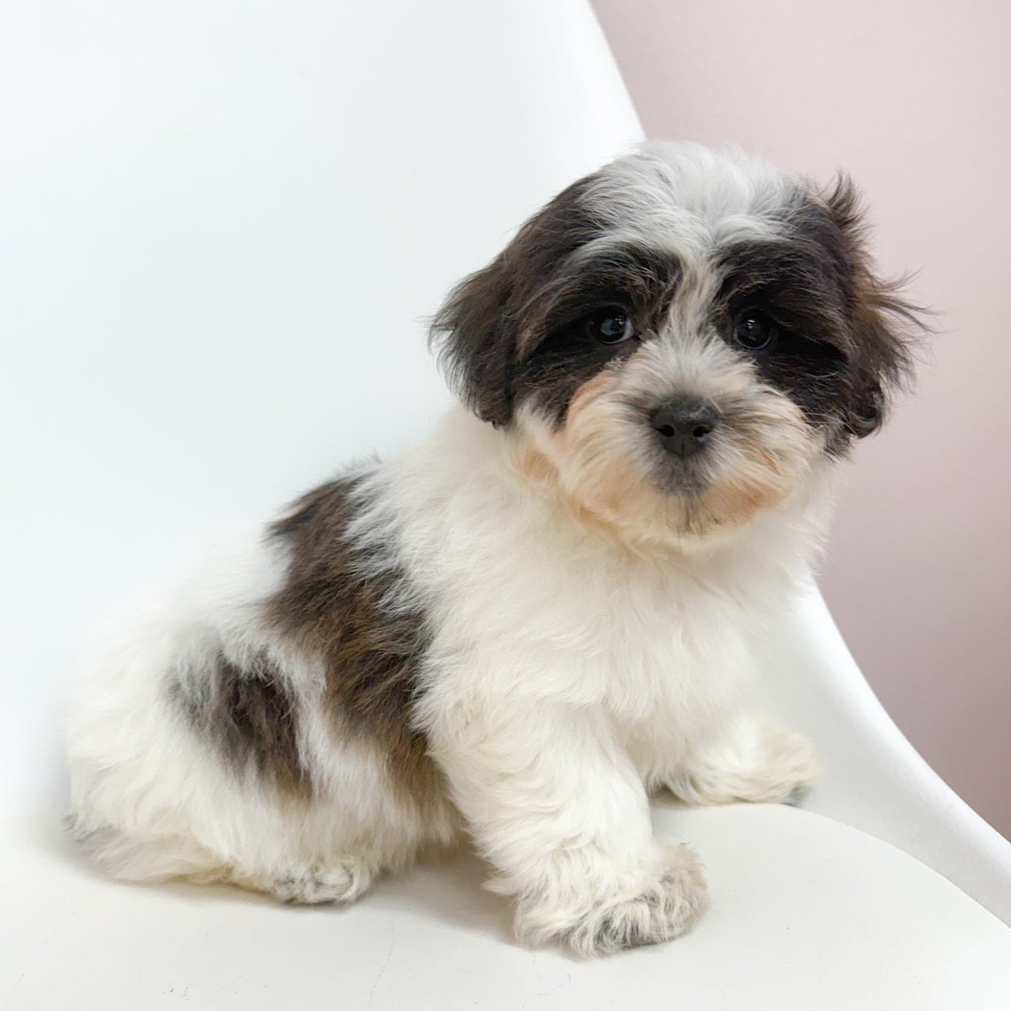 Spout- Male Teddy Bear