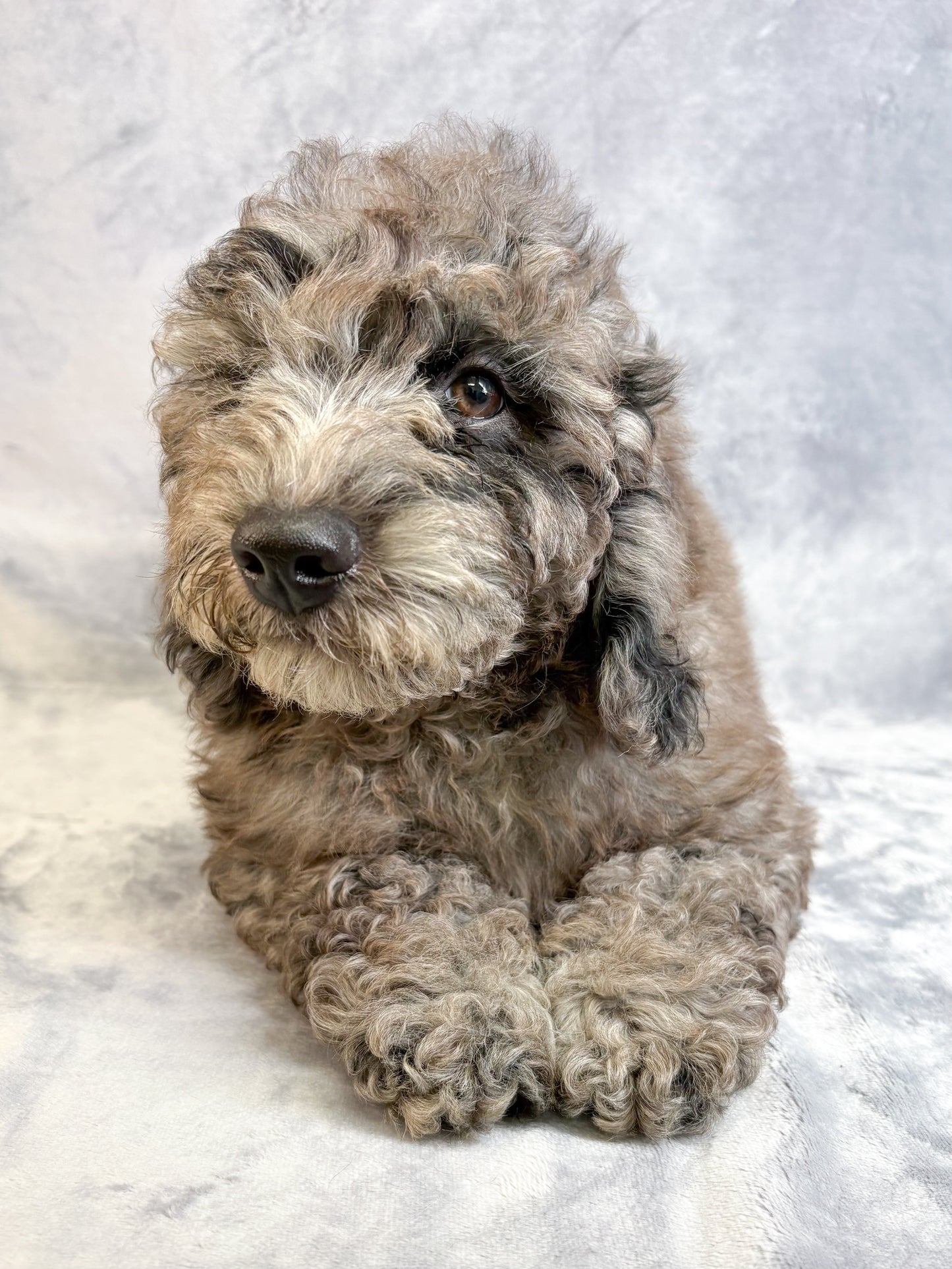 Jasper- Male Mini Goldendoodle