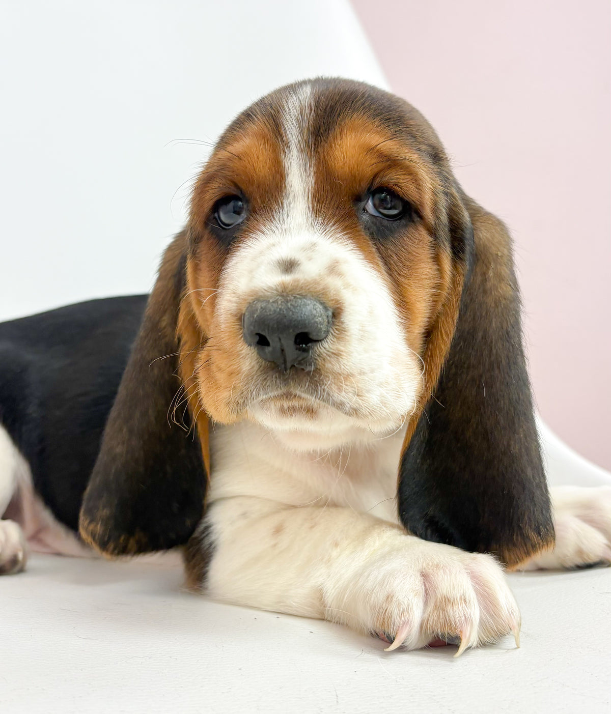Cowboy- Male Basset Hoind