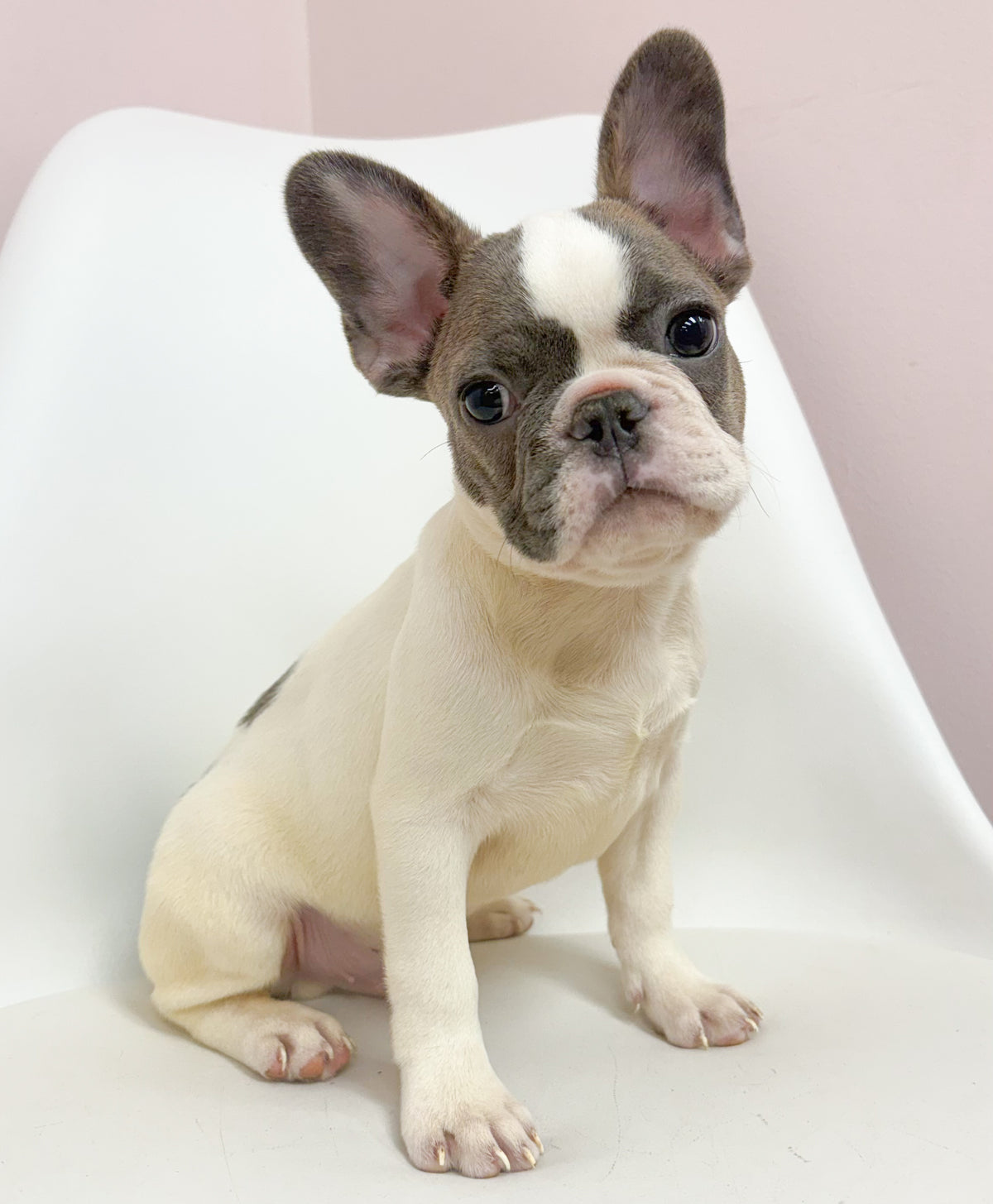 Lionel- Male French Bulldog