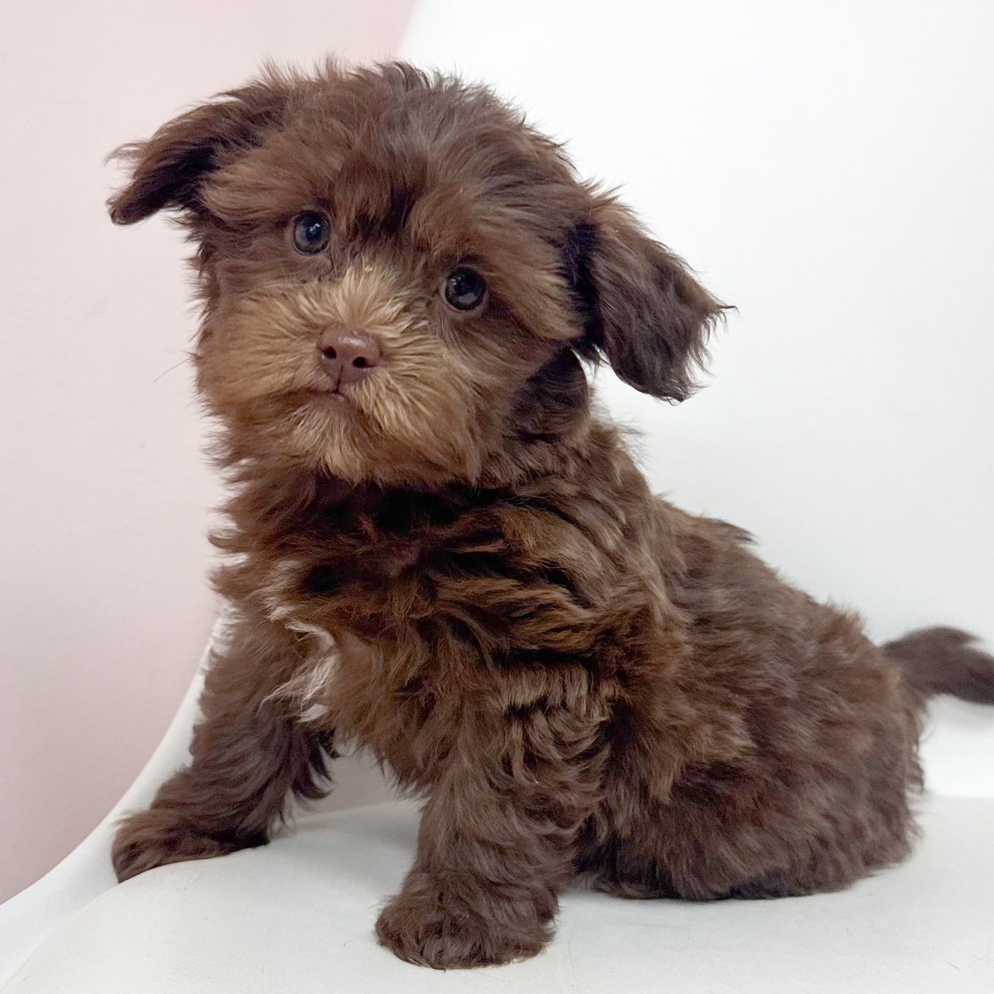 Henry-Male Shihpoo