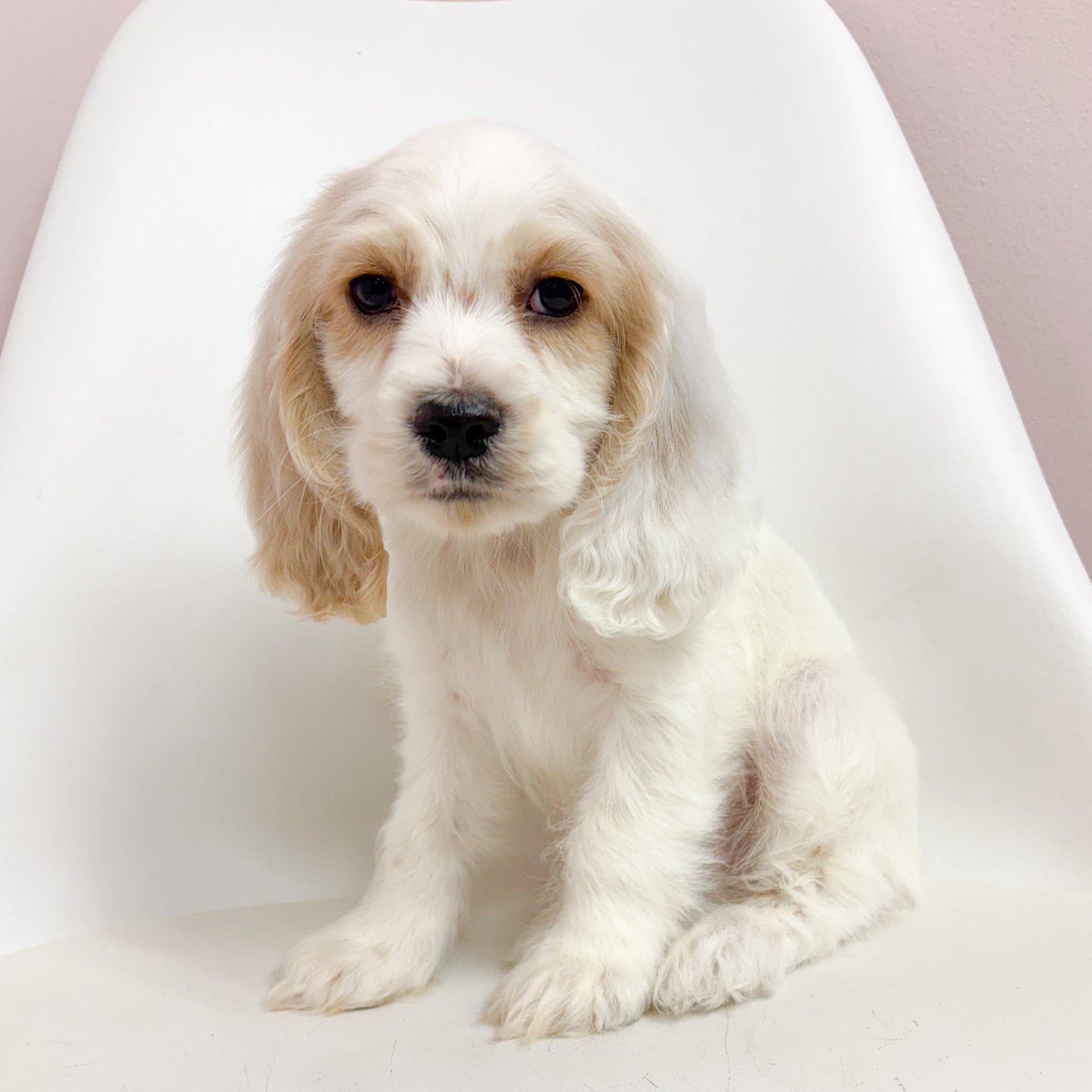 Chance-Male Cocker Spaniel