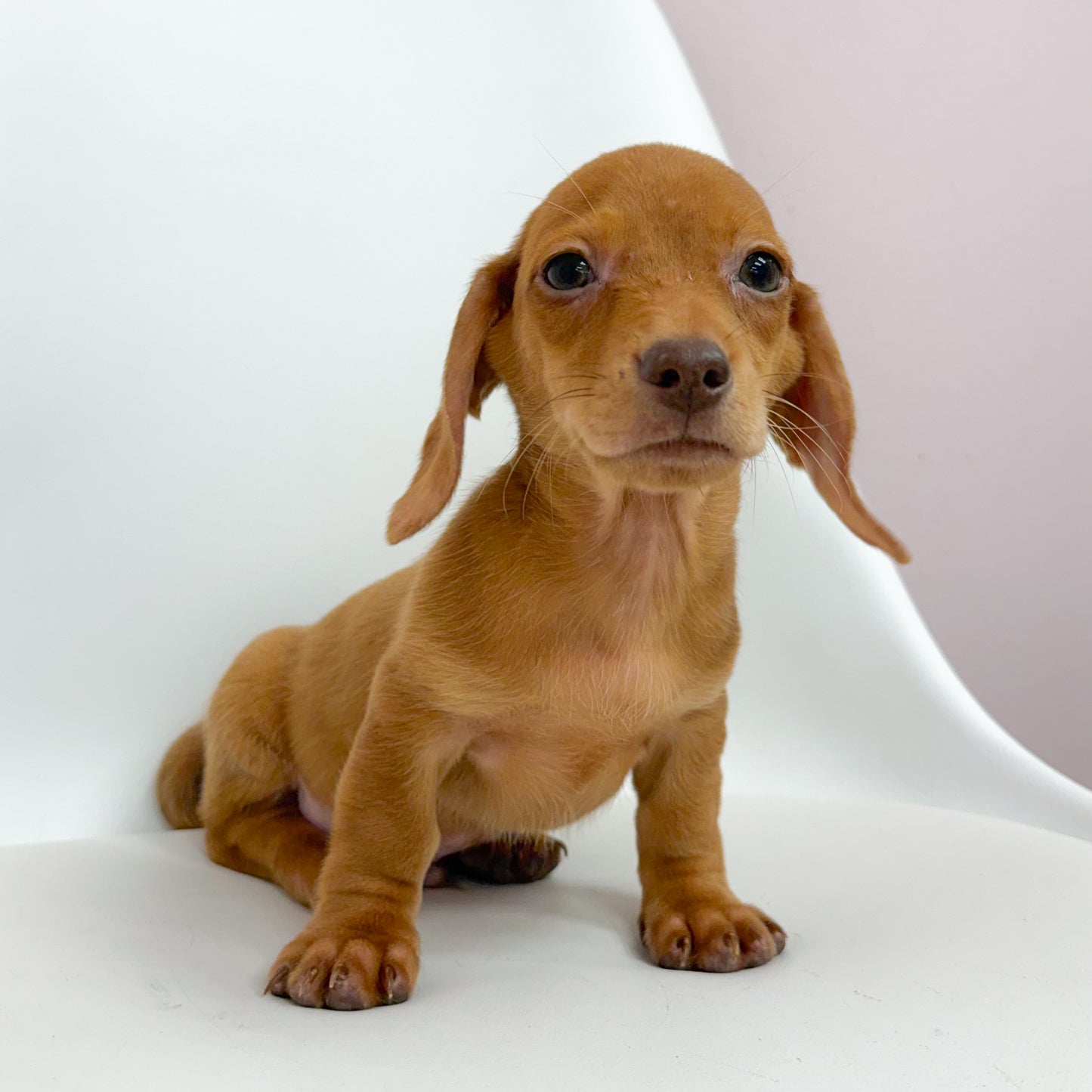 Danny- Male Mini Dachshund
