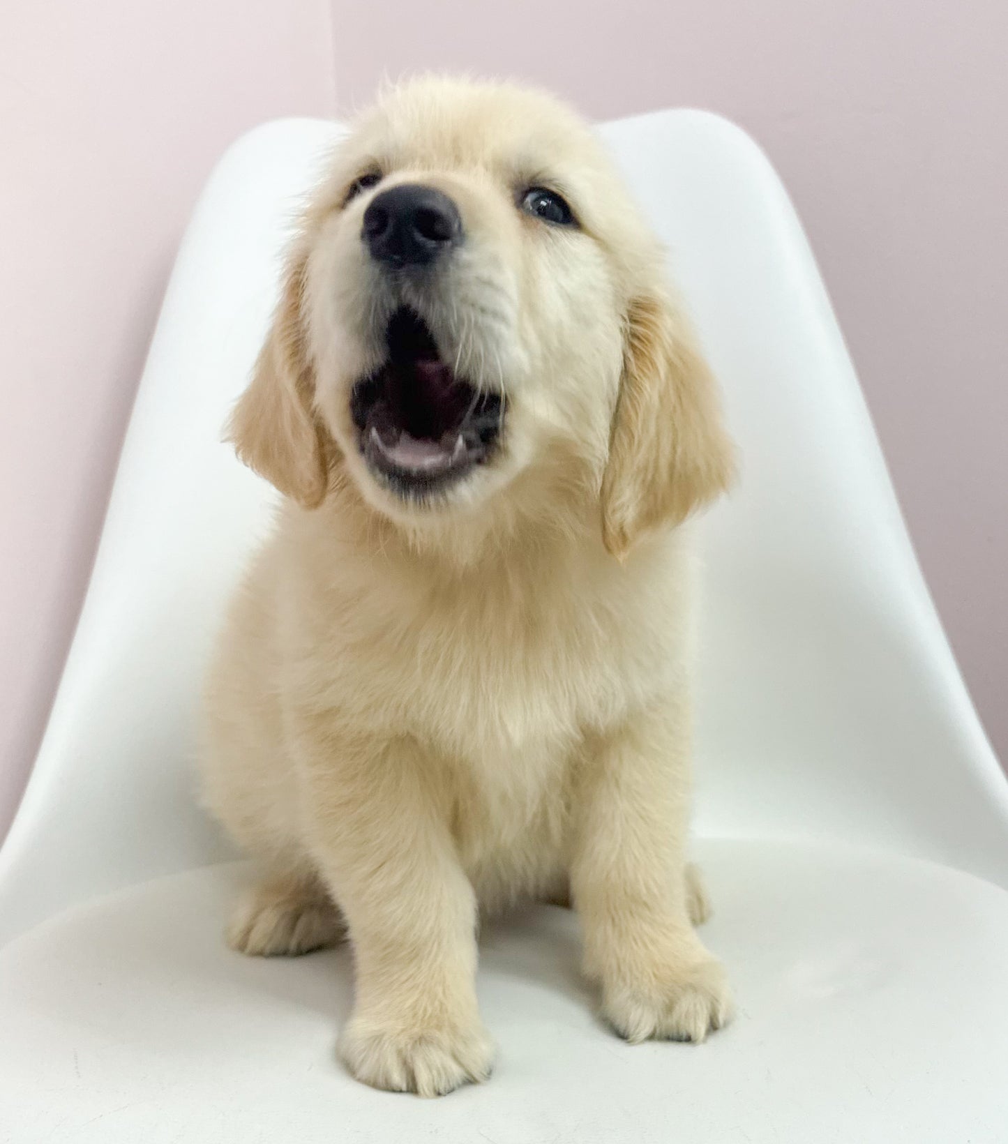 Bowie-Male Golden Retriever