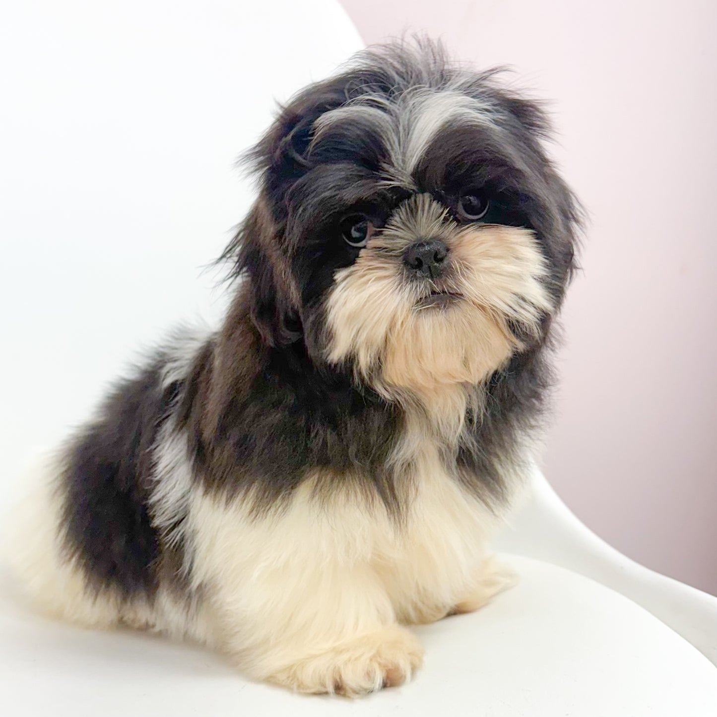 Silas-Male Shih Tzu