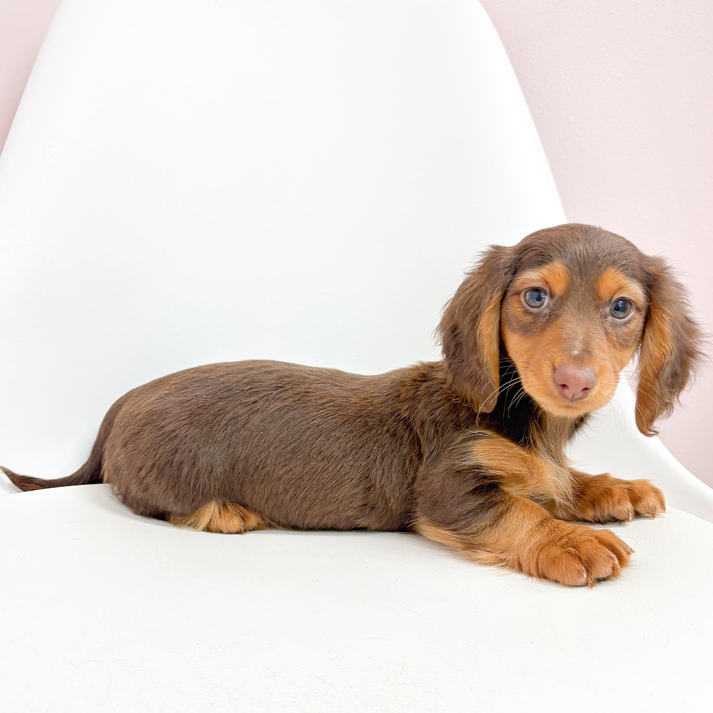 Mocha - Female Mini Dachshund