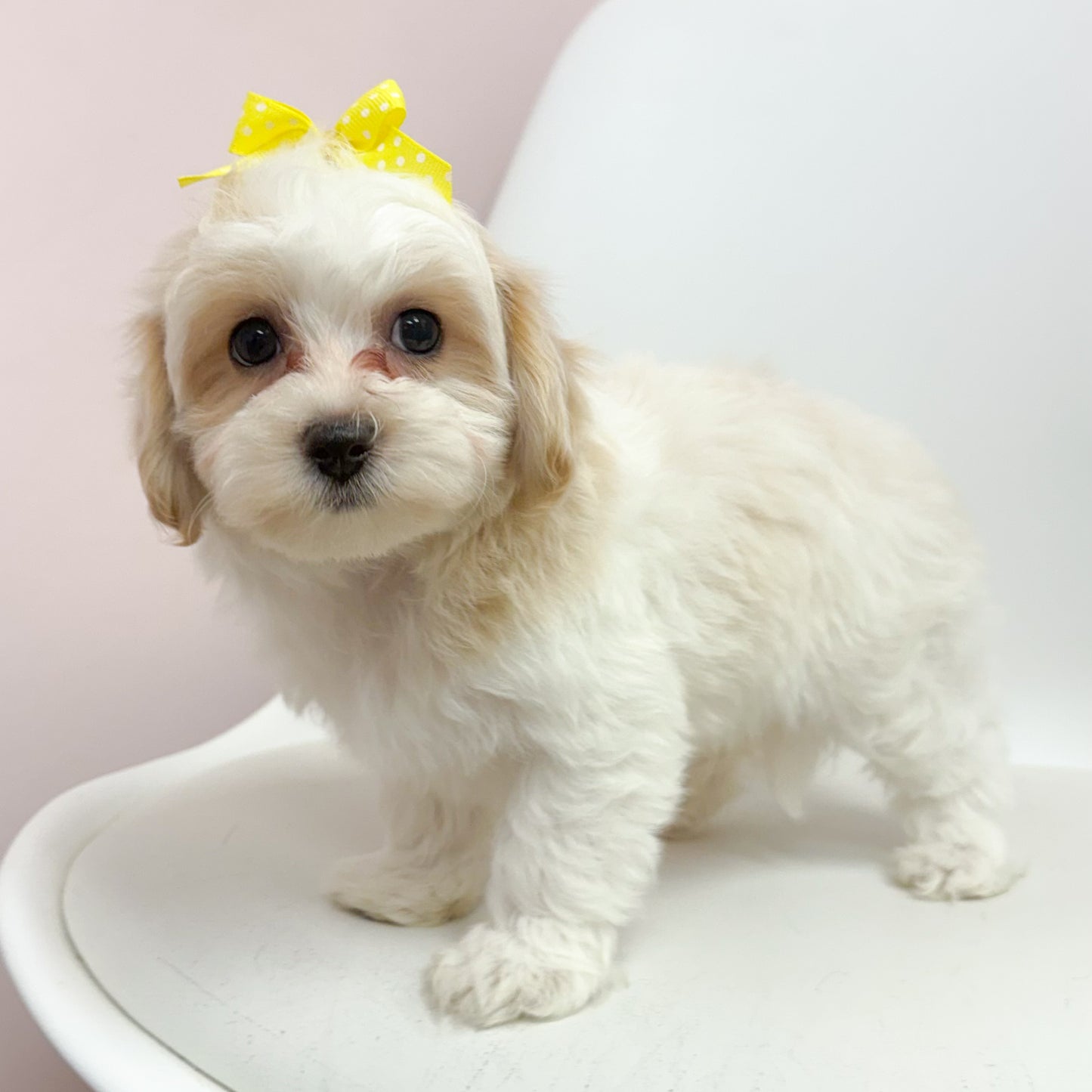 Zoe- Female Maltipoo