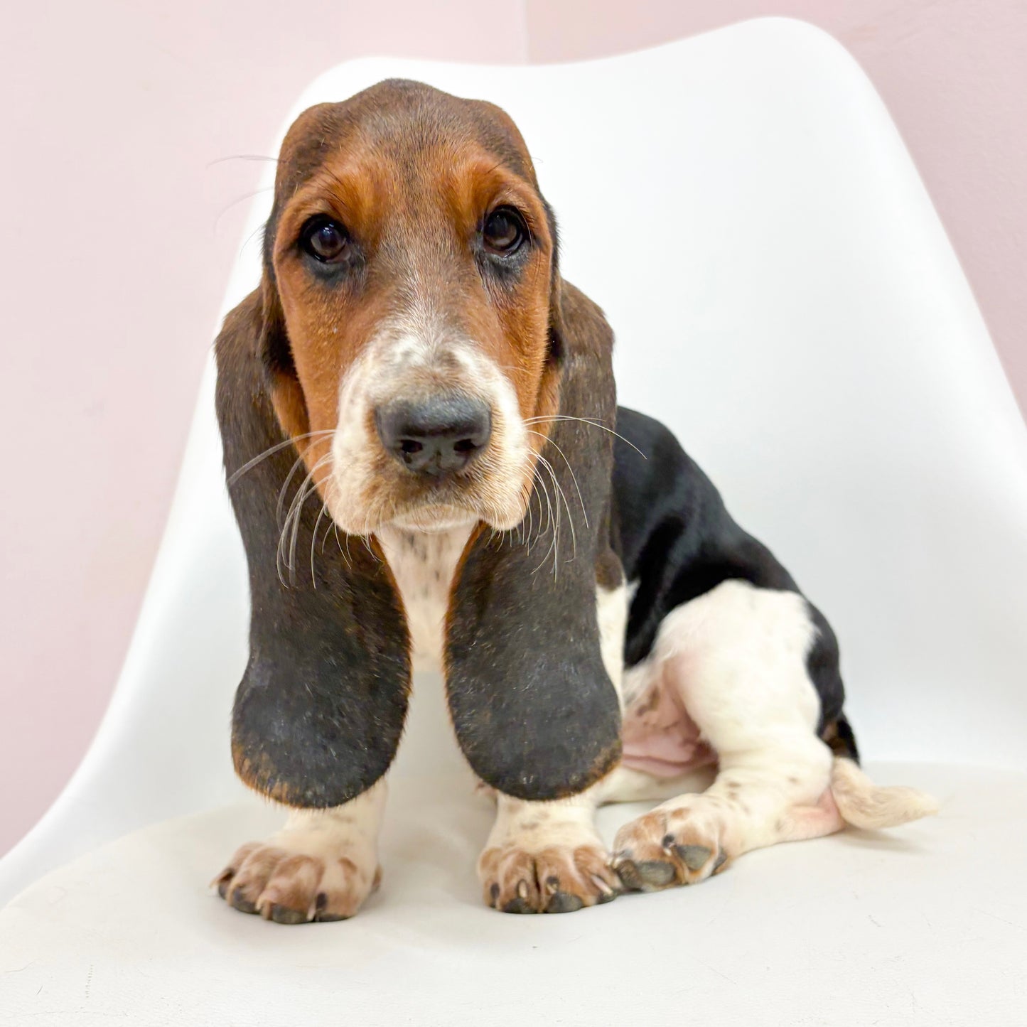 Barb- Female Basset