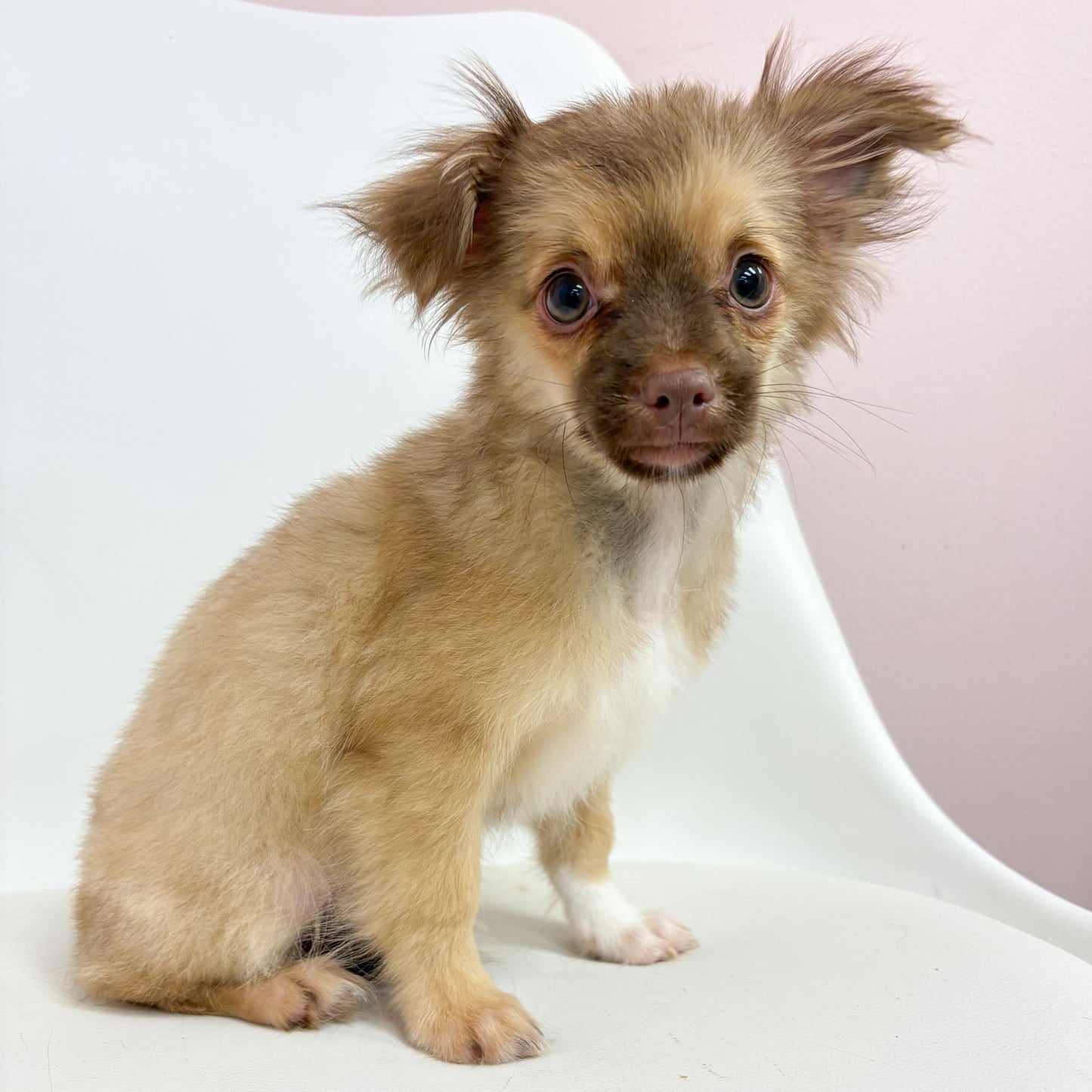 Chewie- Male Chihuahua