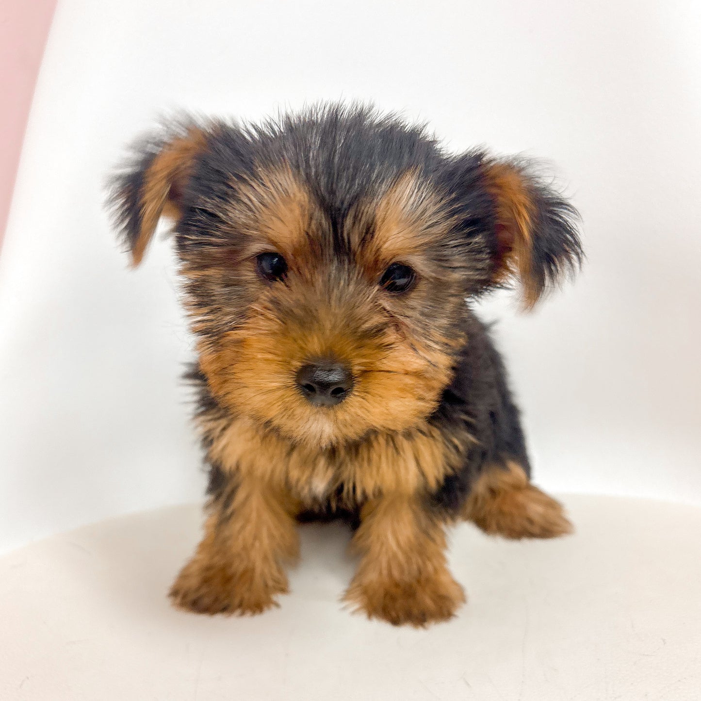 Eddie- Male Yorkie
