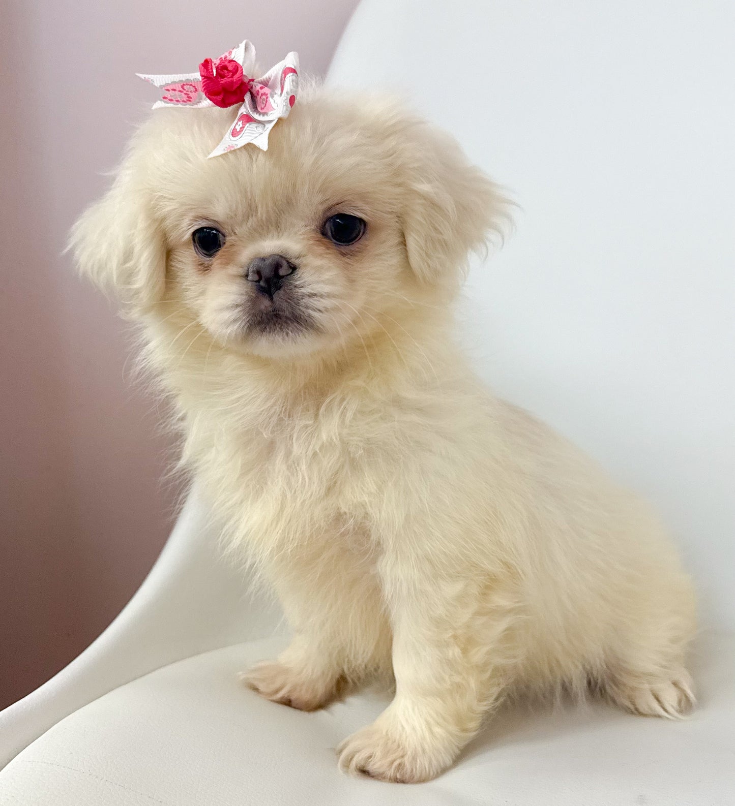 Petunia- Female Pekingese