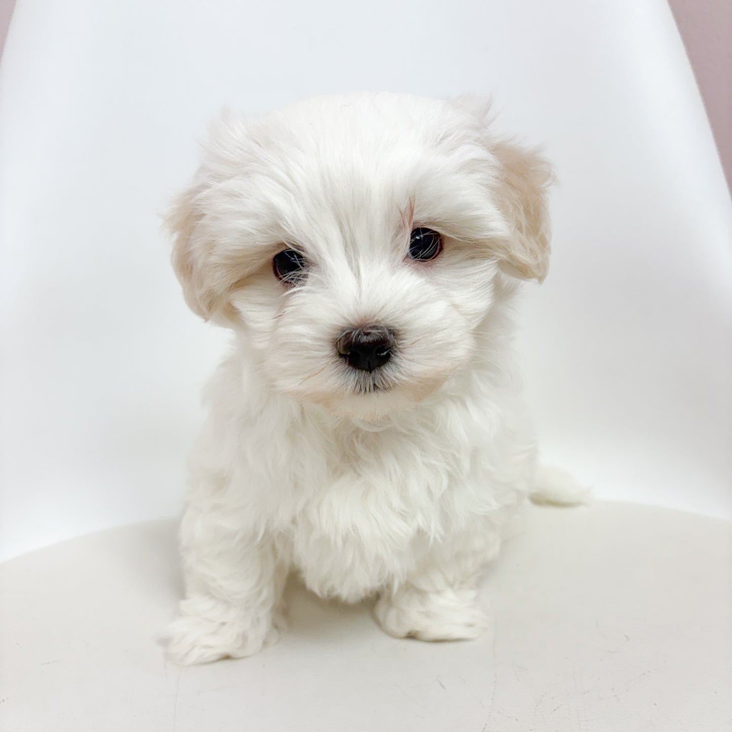 Casper- Male Maltese