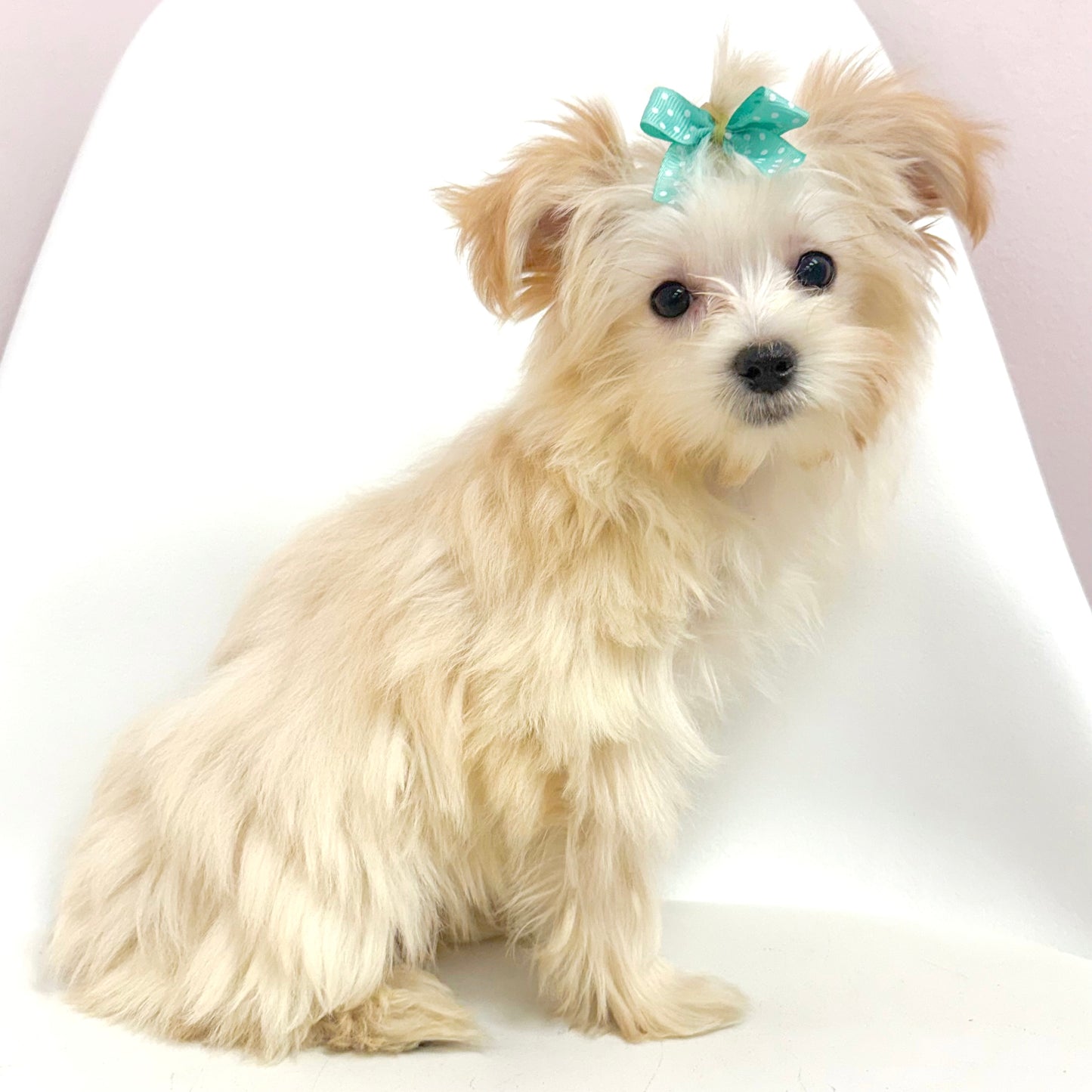 Margot-Female Morkie