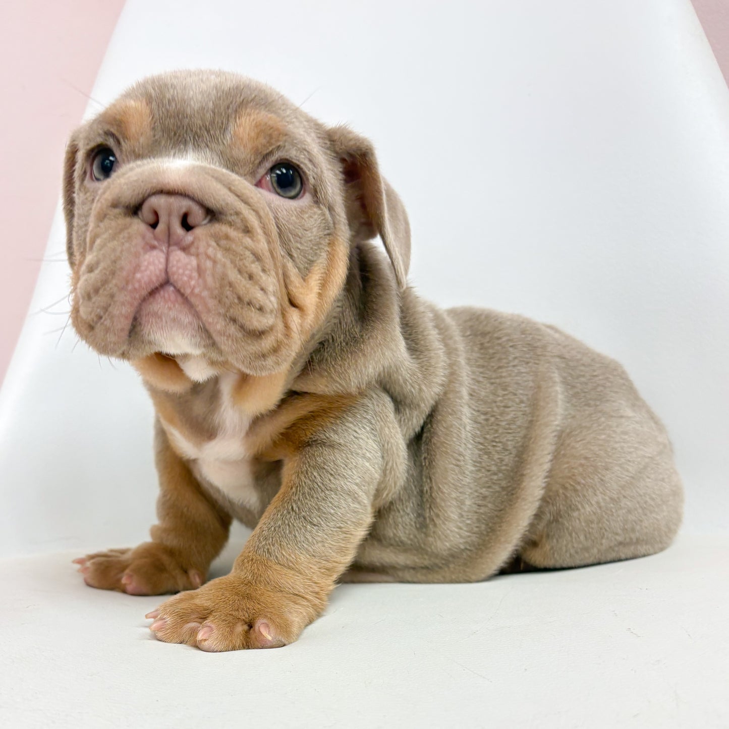 Livy- Female English Bulldog